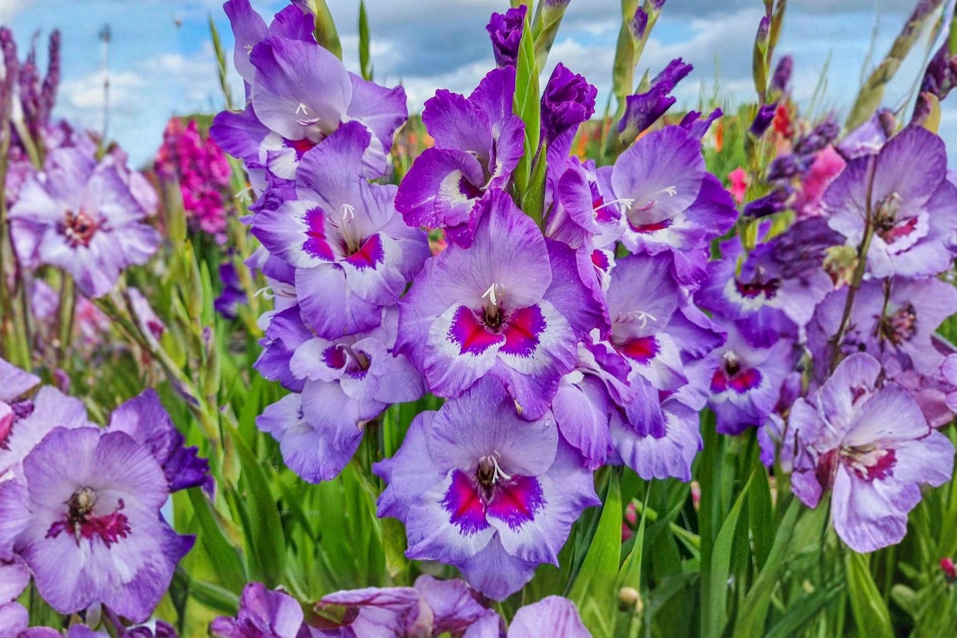 Gladiolus Bulbs | Purple & White ‘Vista’ | Tall Cut Flower Perennial | Summer Blooming Sword Lily | Easy Care Garden Plant