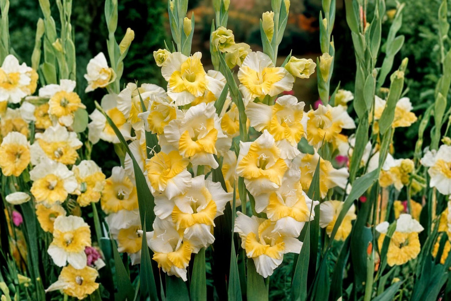 Gladiolus Bulbs | White & Yellow Sword Lily | Gladiolus 'Buggy' | Summer Blooming Perennial | Spring Planting Bulbs
