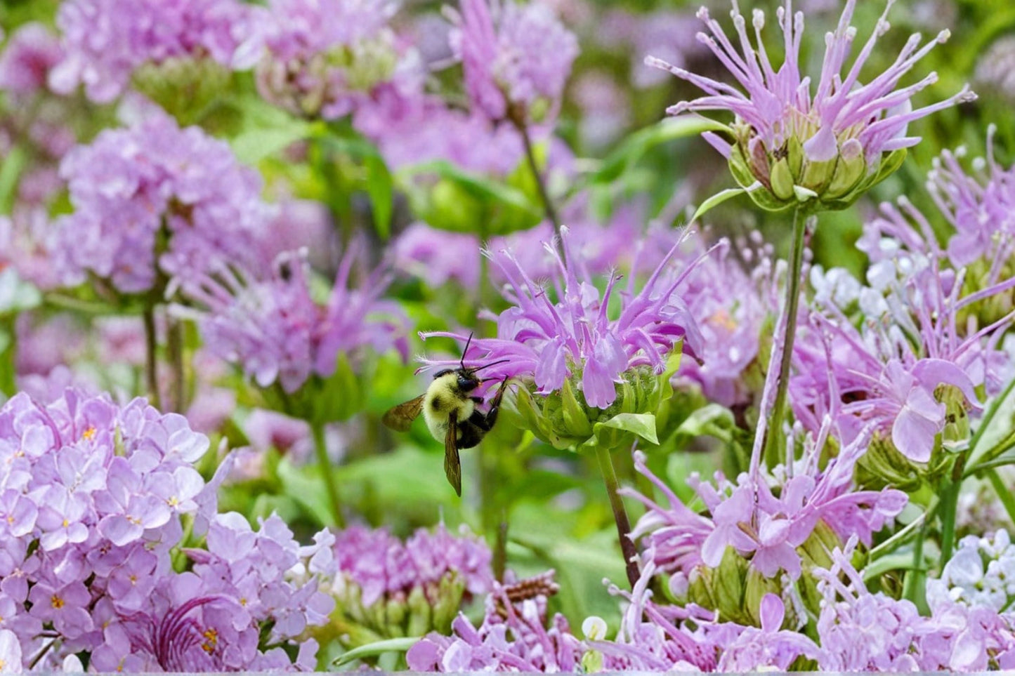 Bee Balm Bareroot Plant | Pink Monarda ‘Beauty of Cobham’ | Pollinator Perennial | Hummingbird & Butterfly Garden Plant