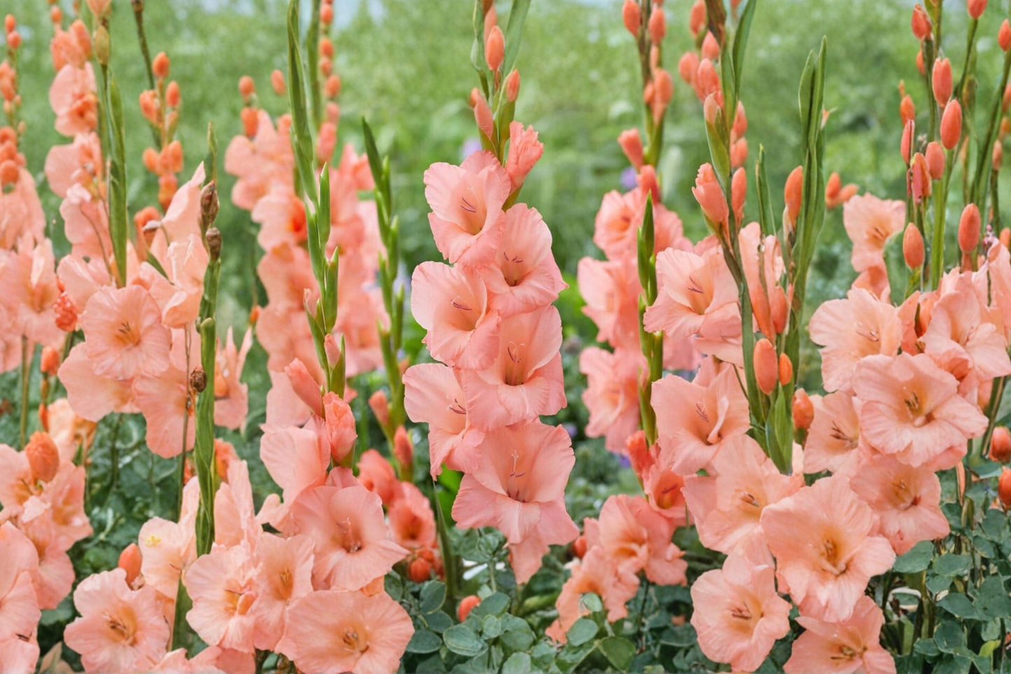 Gladiolus Georgia Peach Bulbs | Peach Sword Lily | Summer Blooming Perennial | Long-Lasting Cut Flowers | Gladiolus