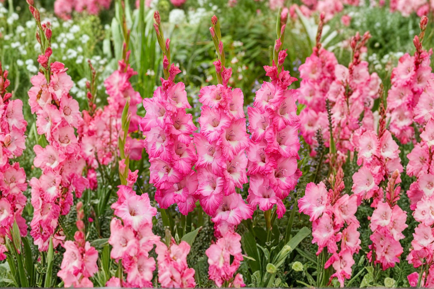 Gladiolus Bulbs - Purple Sword Lily 'Violet King' - Summer Blooming Perennial - Gladiolus spp. - Easy Care Cut Flower