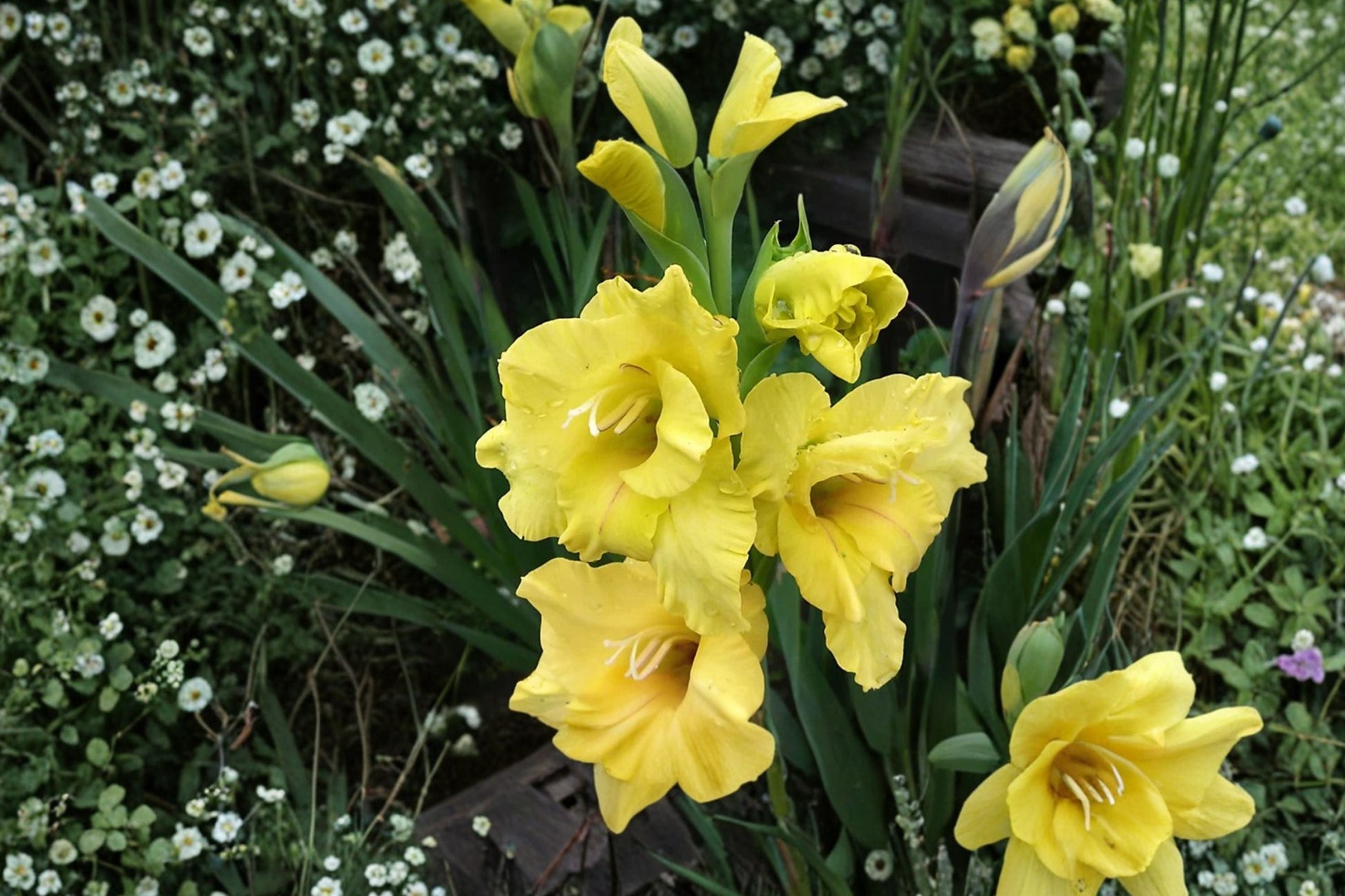 Gladiolus Bulbs | Yellow Sword Lily ‘Charisma’ | Summer Blooming Perennial | Easy Care Cut Flower | Gladiolus Hybrid