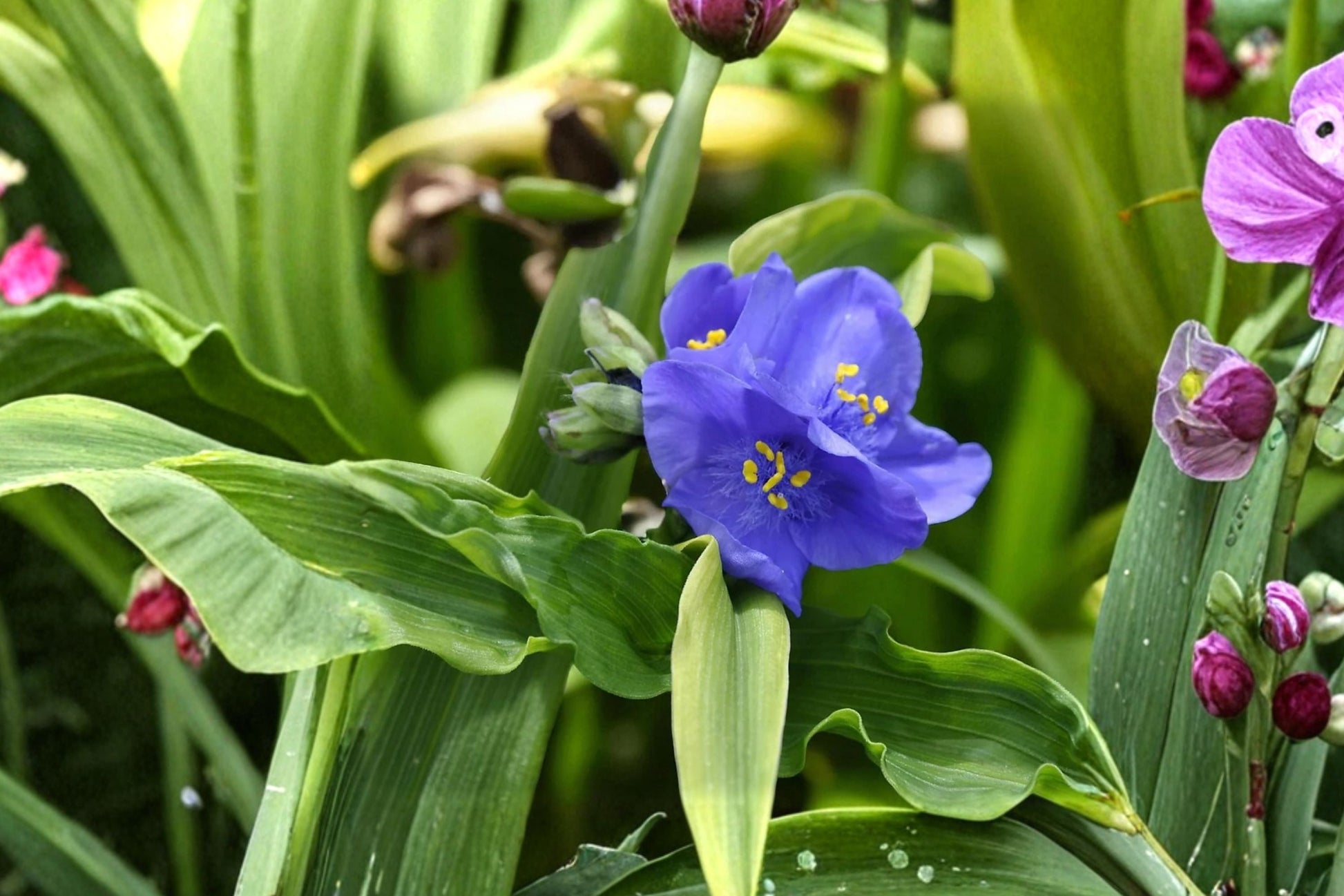 Tradescantia ‘Leonora’ Bareroot Live Plant | Violet Blue Flowers | Spiderwort Perennial | Pollinator Friendly | Moist Soil Adaptable