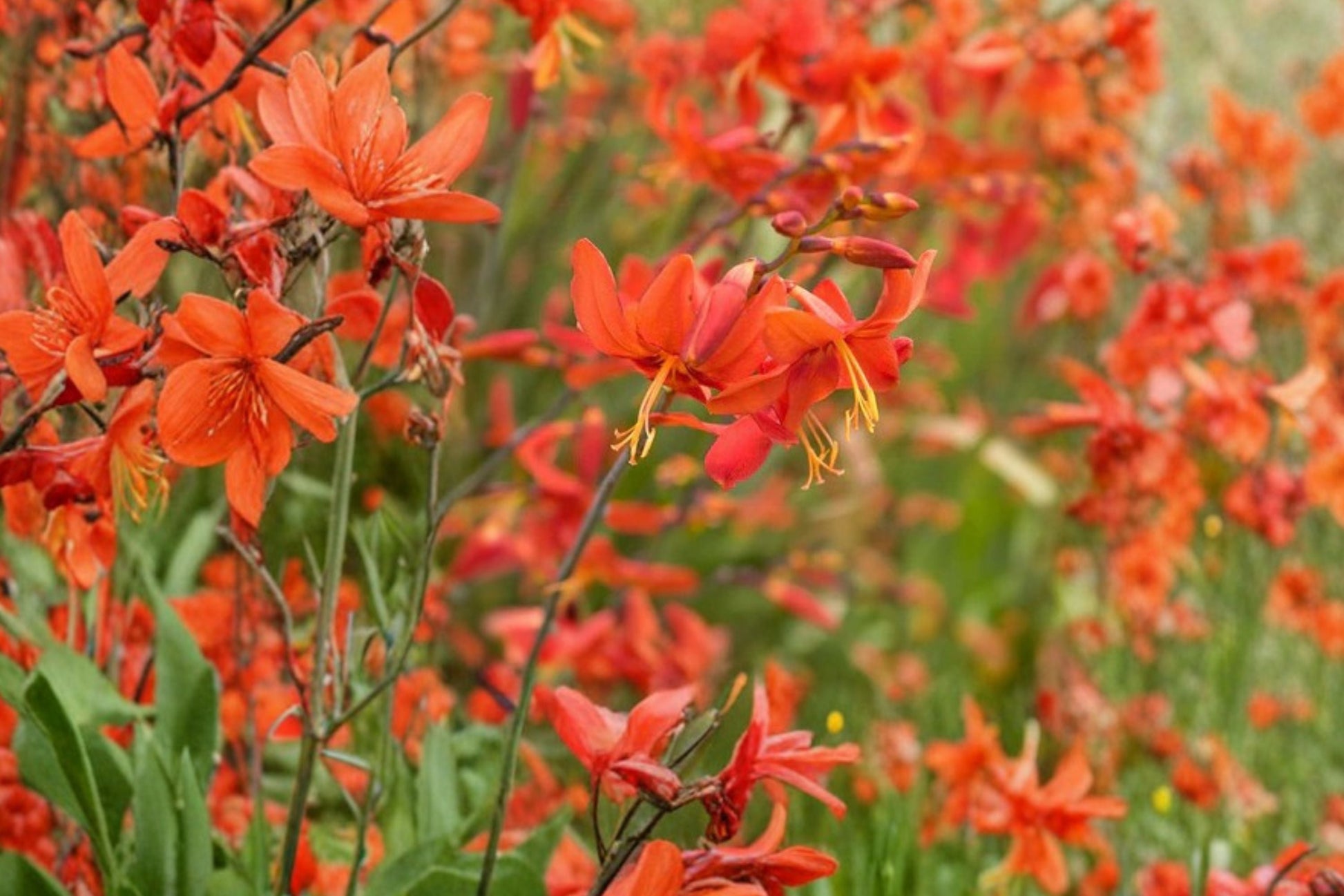 Crocosmia Bulbs | Orange Red Montbretia | Hummingbird Flower Perennial | Crocosmia × crocosmiiflora ‘Babylon’ | Bareroot