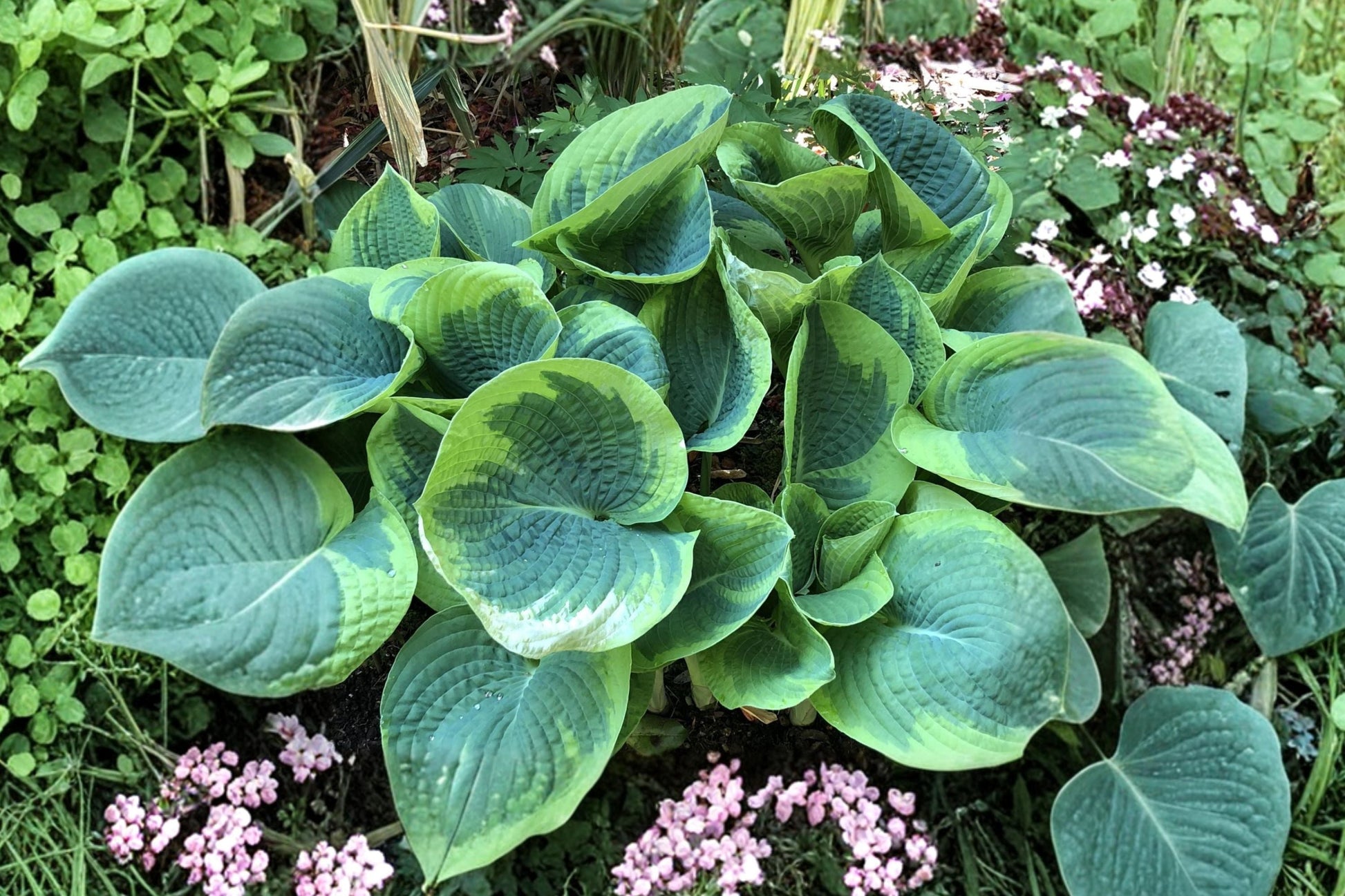 Large Variegated Hosta 'Spartacus' | Shade Perennial Plant | Yellow Margin Plantain Lily | Bareroot Hosta