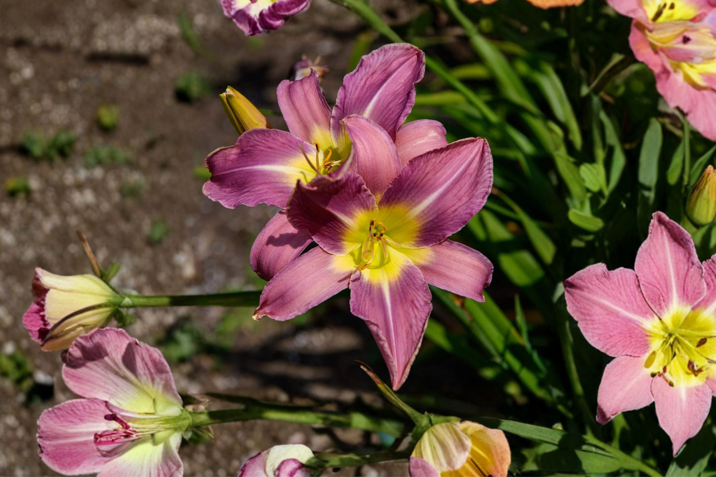 Double Reblooming Daylily Bareroot Plant - Hemerocallis ‘Unlock the Stars’ - Lavender Pink Fragrant Perennial