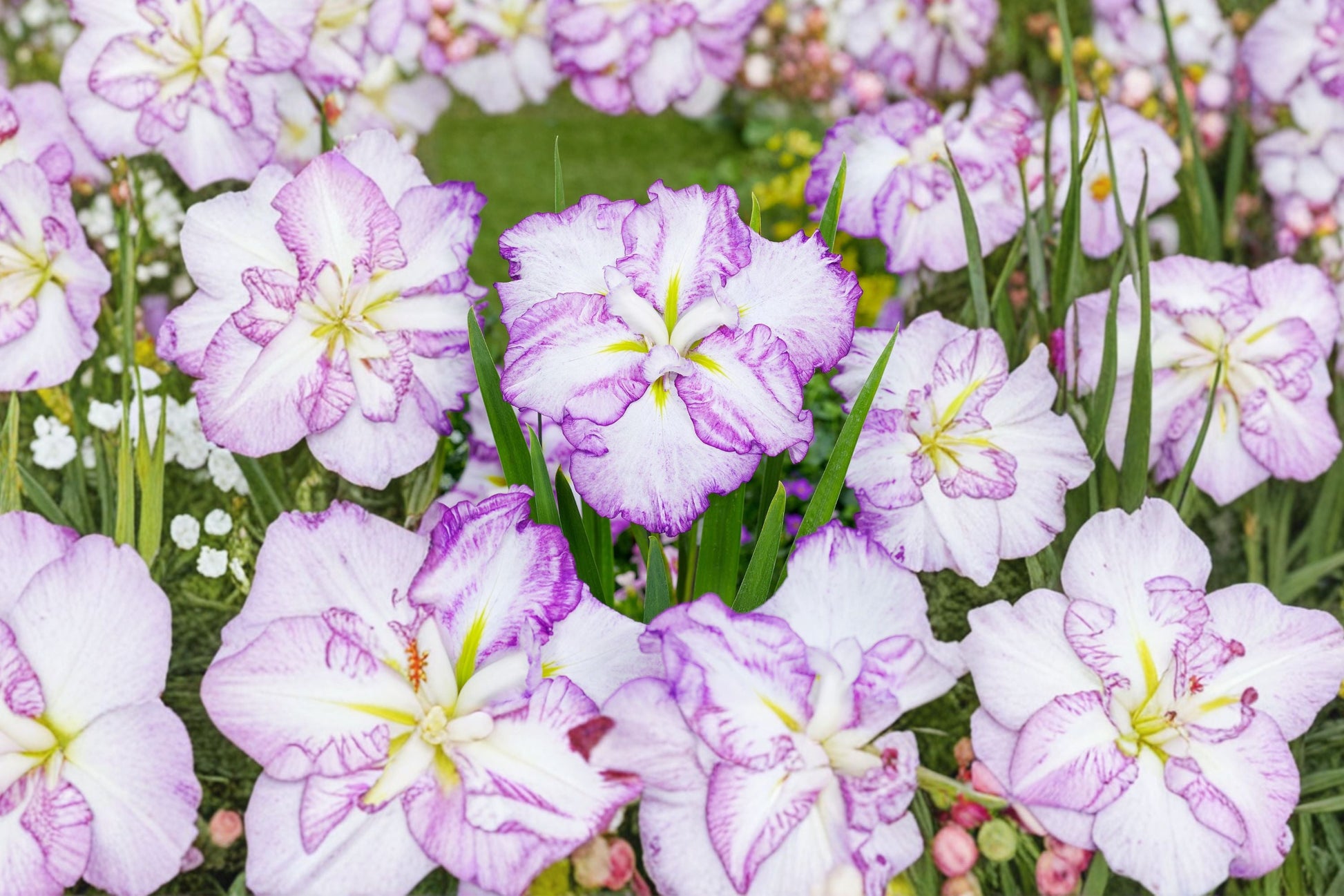Japanese Water Iris Bareroot Plant | Iris ensata ‘Carrot Cake’ | Moisture-Loving Perennial with Lavender-Blue & Yellow Blooms