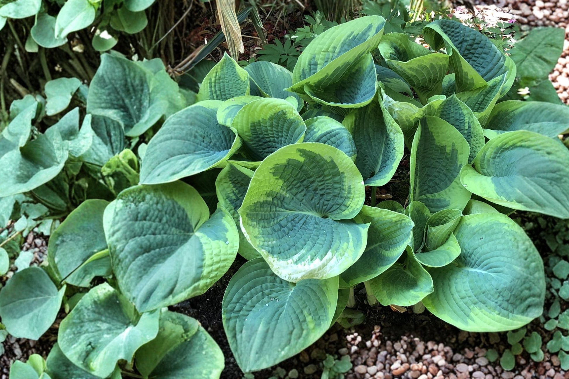 Variegated Hosta Plant Bareroot | Hosta 'Sorbet' | Purple Stem Plantain Lily | Shade Perennial for Woodland Gardens