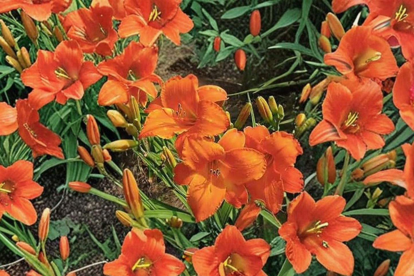 Apricot Orange Daylily Bareroot Plant | Hemerocallis ‘Mauna Loa’ | Hardy Reblooming Perennial Flower for Garden
