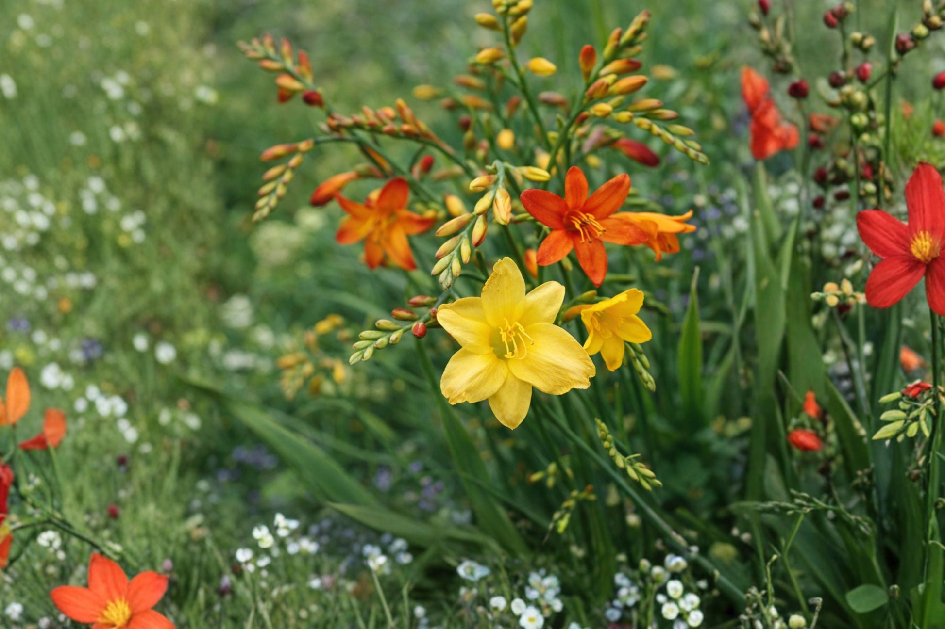 5 Bareroot Crocosmia Mix | Hummingbird-Friendly Montbretia Collection | Pollinator Perennial Flowers | Crocosmia spp.