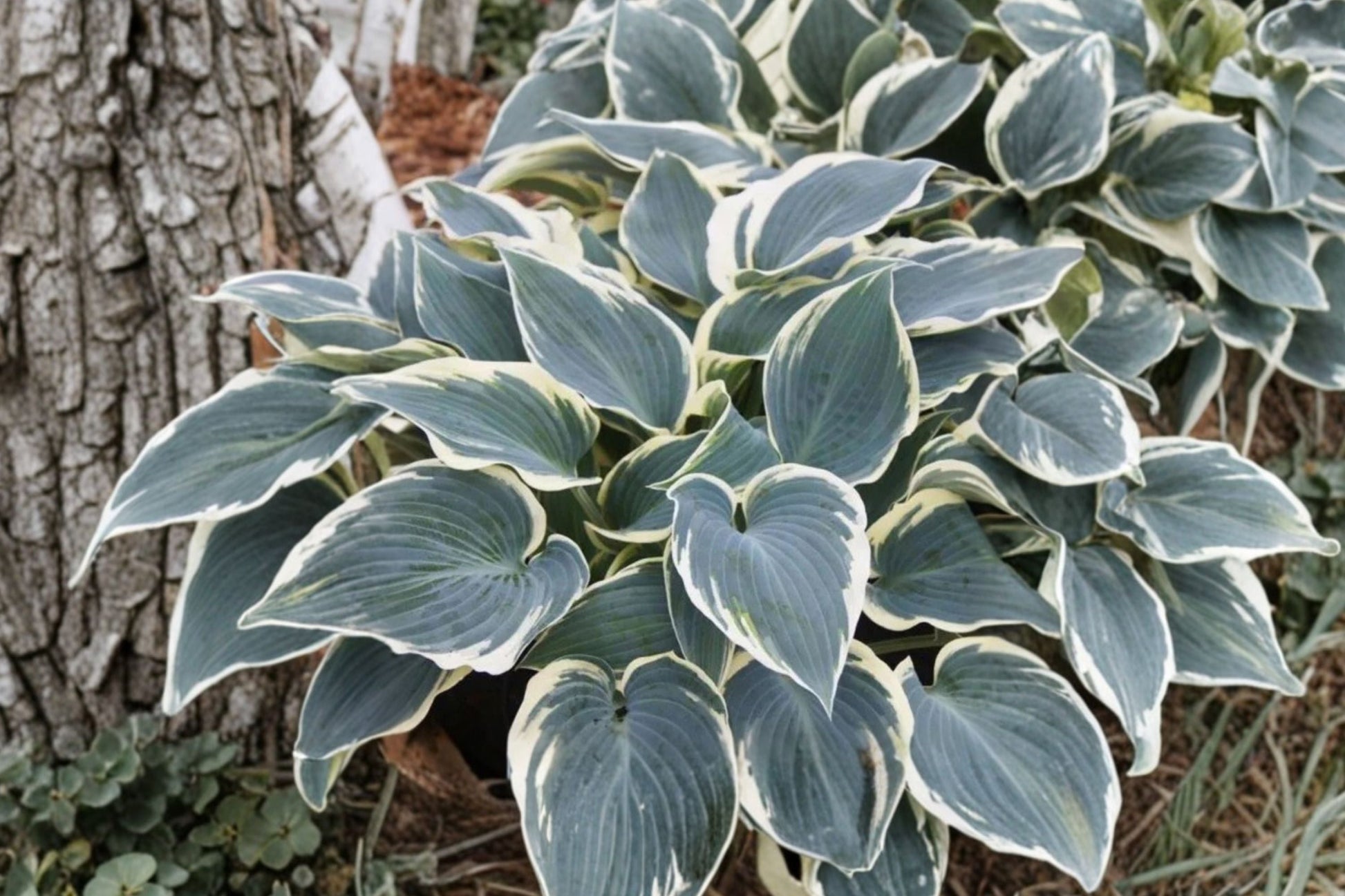 Hosta Plantain Lily ‘El Niño’ Bareroot | Blue Variegated Foliage | Slug Resistant Perennial | Hosta Plant