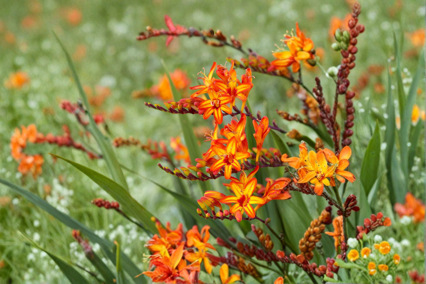 Crocosmia 'Firestarter' Potted Perennial | Orange & Yellow Montbretia | Hummingbird-Friendly | 4.5" Plant