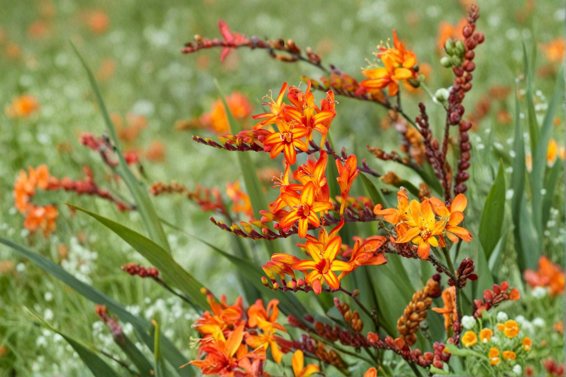 Crocosmia 'Firestarter' Potted Perennial | Orange & Yellow Montbretia | Hummingbird-Friendly | 4.5" Plant