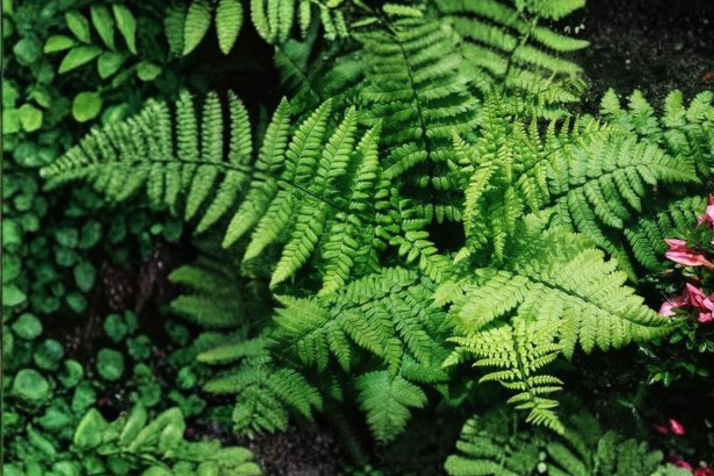 Dryopteris x complexa | 3.5" Buckler Fern | Hardy Shade Fern | Live Perennial for Woodland Gardens
