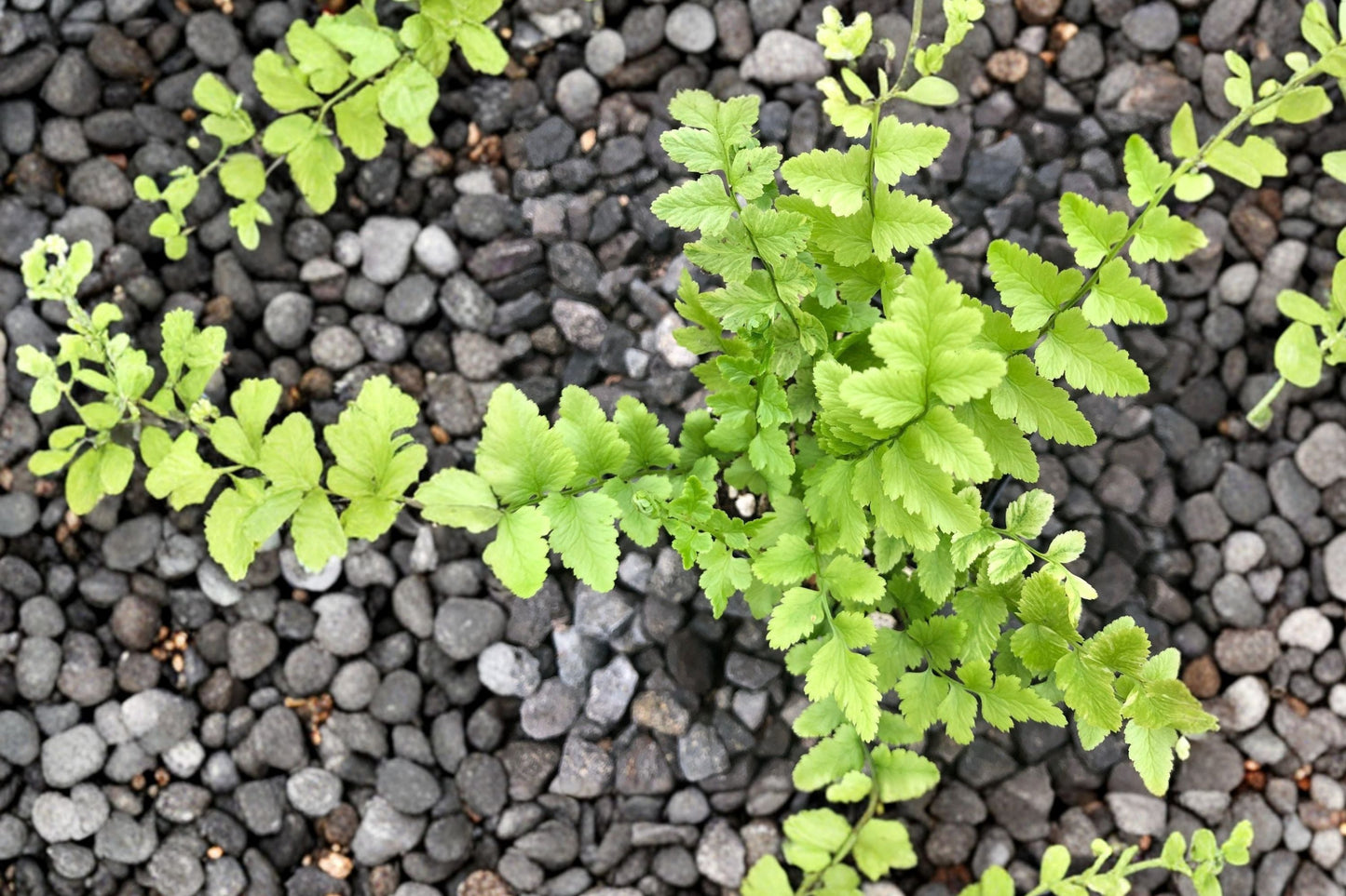 Tokyo Wood Fern | Live Hardy Shade Fern in 3.5" Pot | Dryopteris tokyoensis | Woodland Garden Plant | Deer Resistant