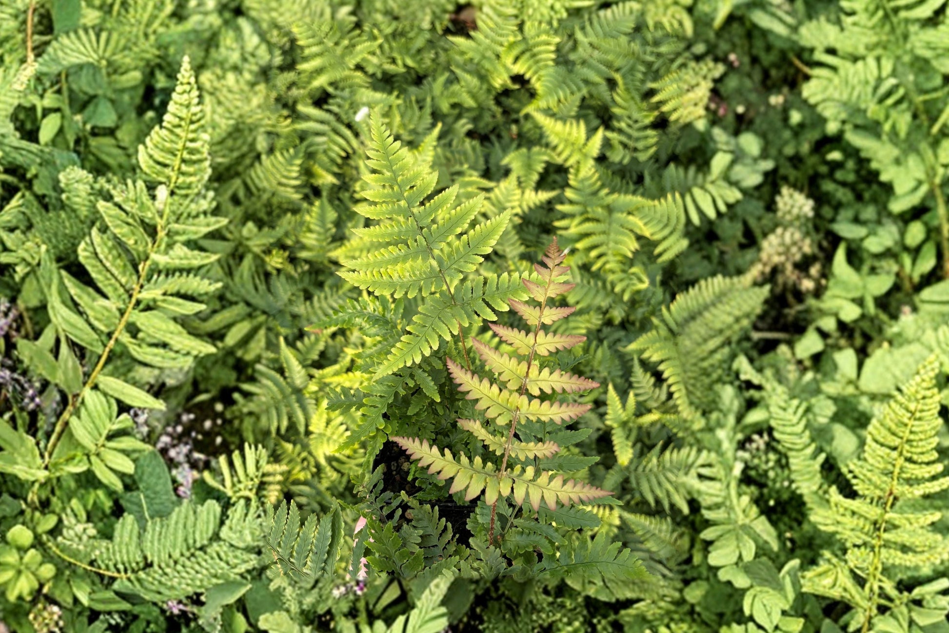 Wide Leaf Autumn Fern | 3.5" Pot | Evergreen Hardy Fern | Dryopteris nipponensis | Copper-Red New Growth | Shade Garden Plant