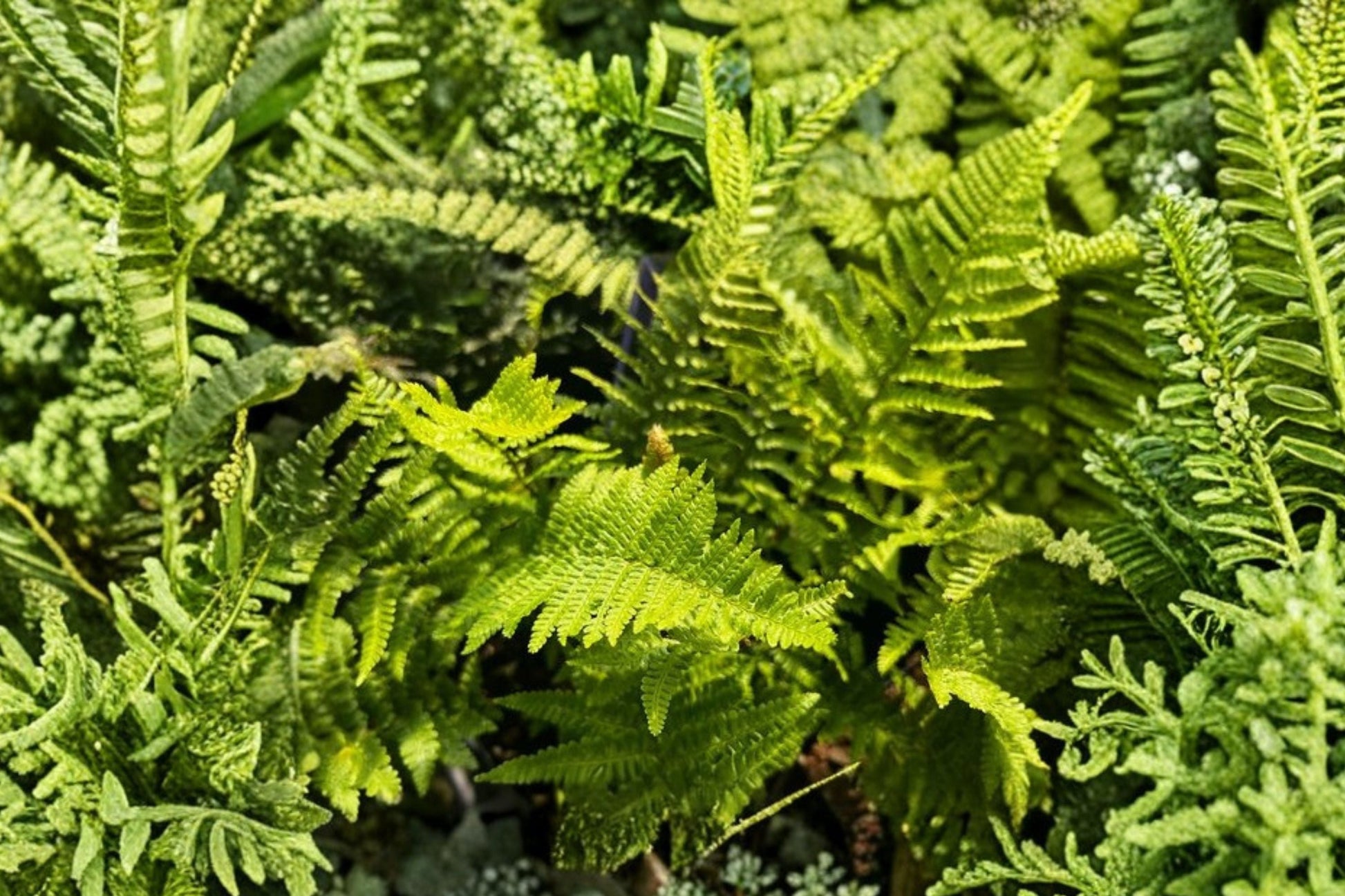 Dwarf Evergreen Fern | 3.5" Pot | Curled Shade Fern | Dryopteris affinis 'Crispa Congesta' | Woodland Fairy Garden Plant
