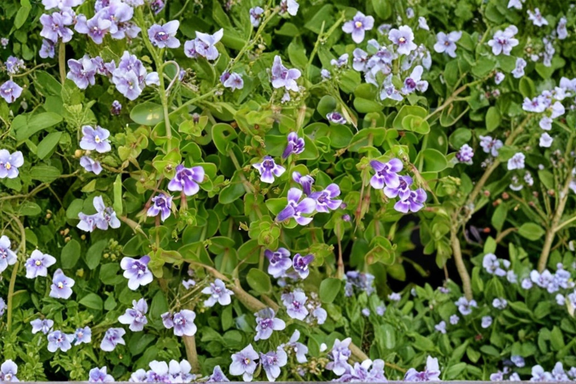 Blue Moneywort Groundcover Plant | Lindernia grandiflora | 3.5" Pot | Trailing Perennial | Moisture-Loving | Violet-Blue Flowers
