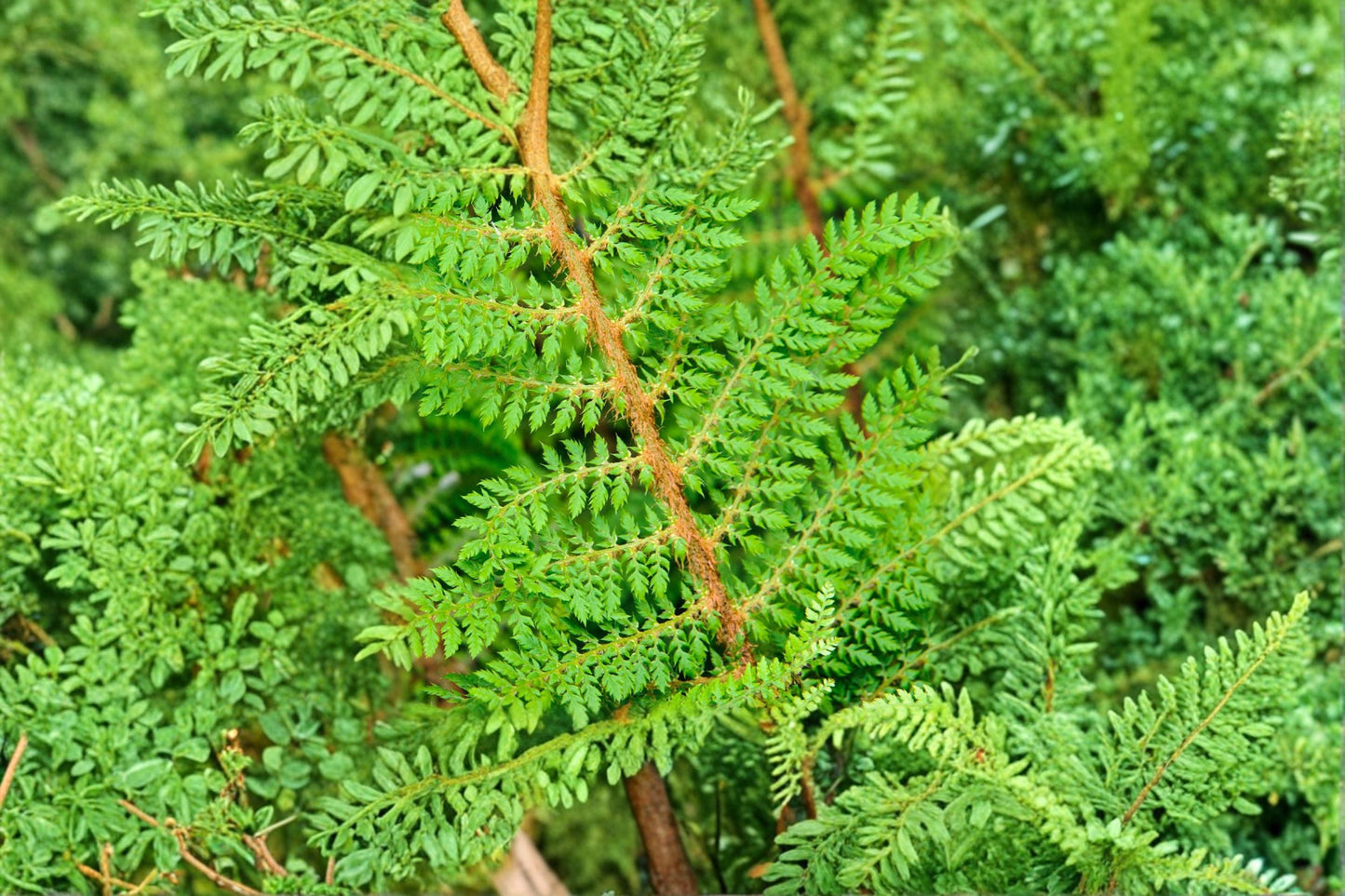 Live Soft Shield Fern 3.5" Pot | Polystichum setiferum 'Proliferum Wollastonii' | Evergreen Woodland Fern for Shade Gardens