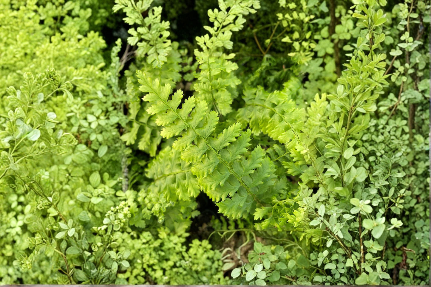 Dwarf Shield Fern 3.5" Pot | Polystichum setiferum 'Congestum' | Evergreen Shade Plant | Compact Woodland Fern