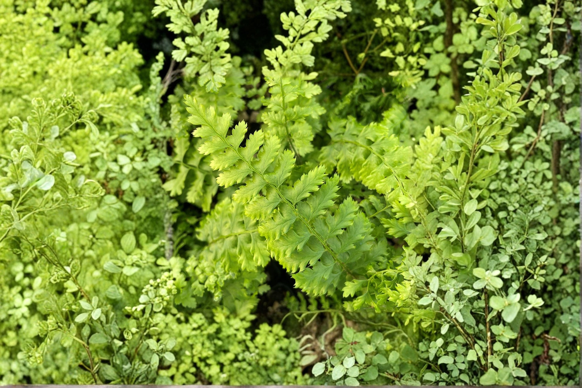 Dwarf Shield Fern 3.5" Pot | Polystichum setiferum 'Congestum' | Evergreen Shade Plant | Compact Woodland Fern