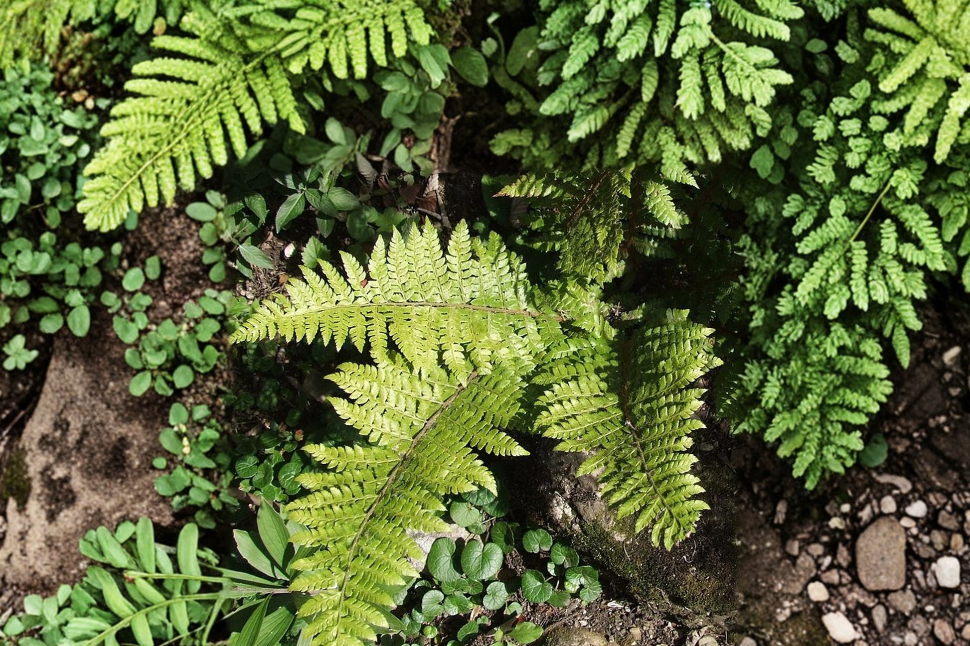 Prickly Shield Fern Plant 3.5" Pot | Polystichum braunii | Evergreen Shade Loving Fern | Hardy Woodland Perennial