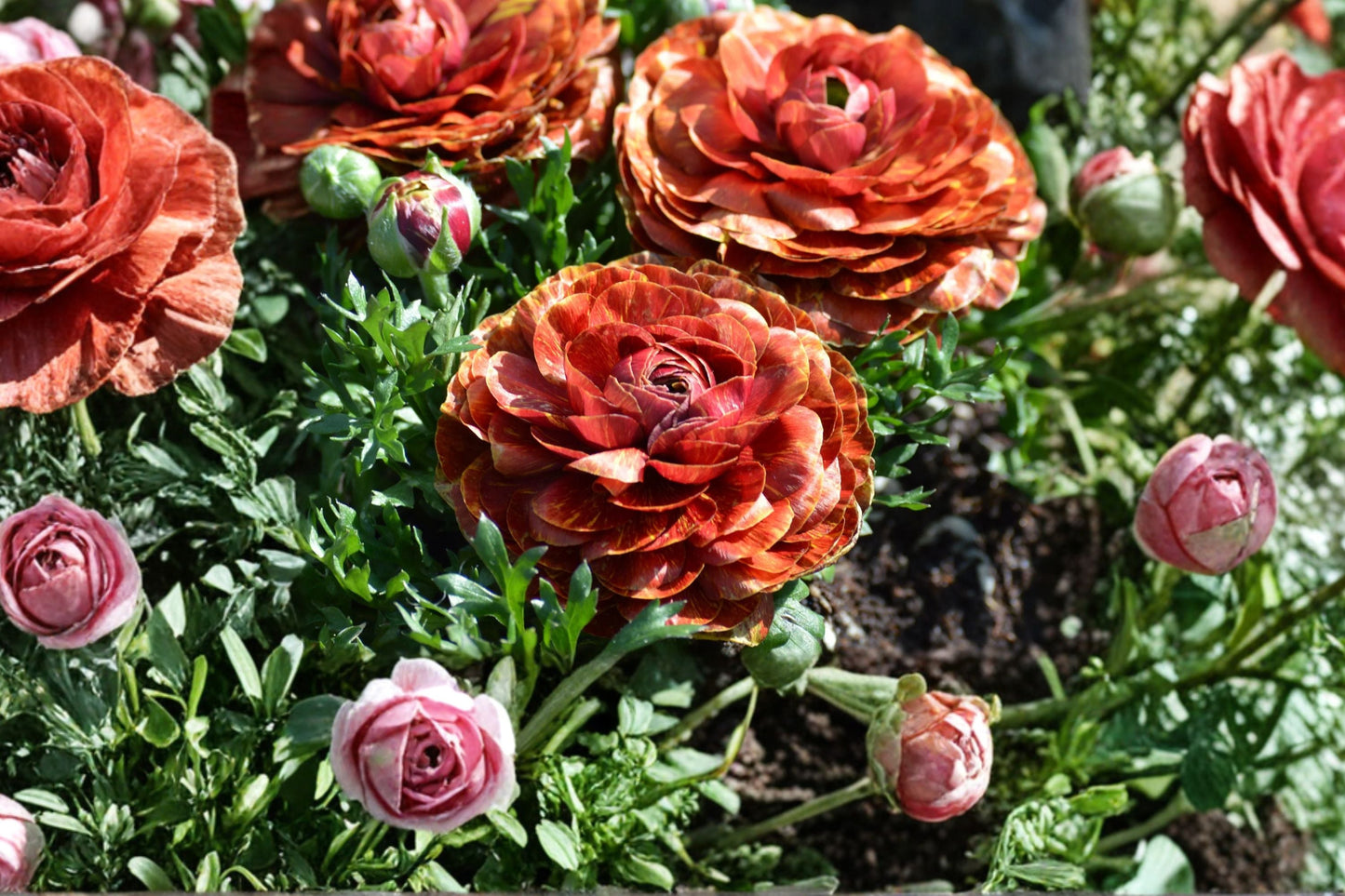 Bareroot Ranunculus Bulbs | Café au Lait Variety | Peony-Style Blooms | Ranunculus asiaticus | Spring Flowering Perennial