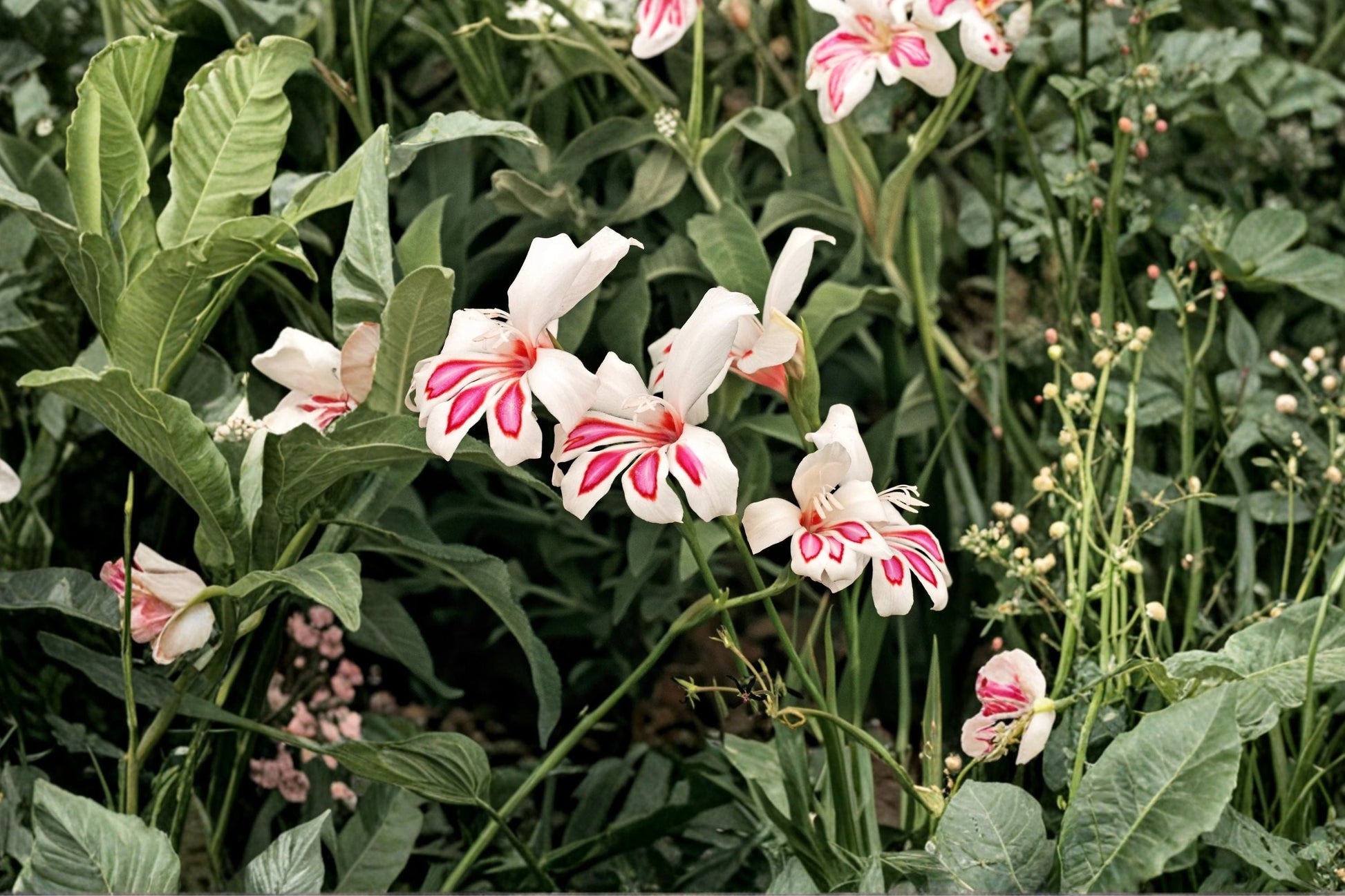 Hardy Gladiolus Bulbs | Dwarf Summer Flower | White & Pink Sword Lily | Gladiolus 'Prins Claus' | Pollinator Friendly
