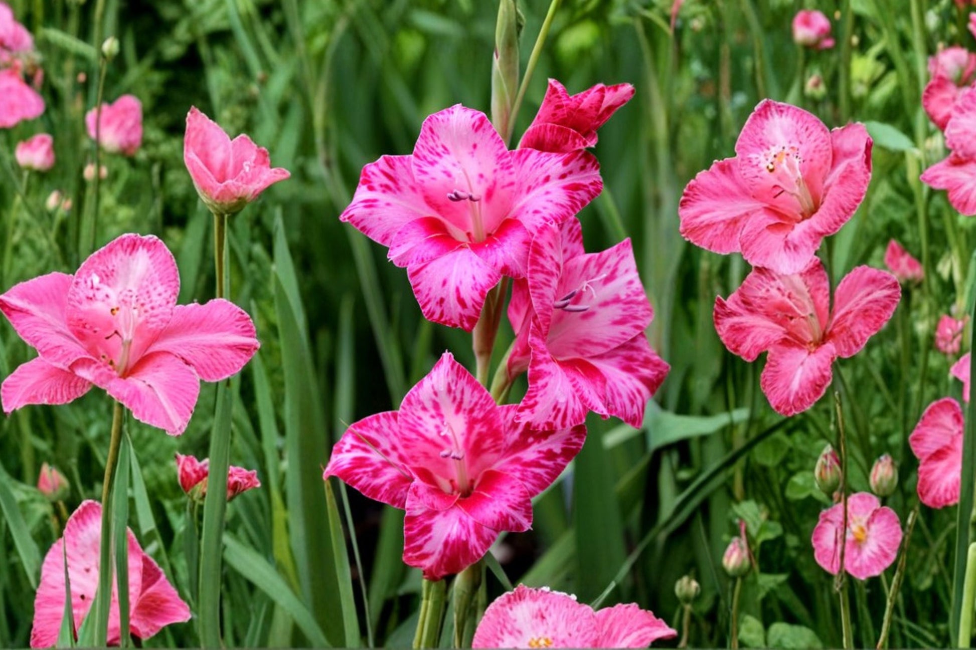 Hardy Gladiolus Bulbs | Pink Sword Lily 'Bibi' | Gladiolus hortulanus | Summer Flowering Perennial for Cut Gardens