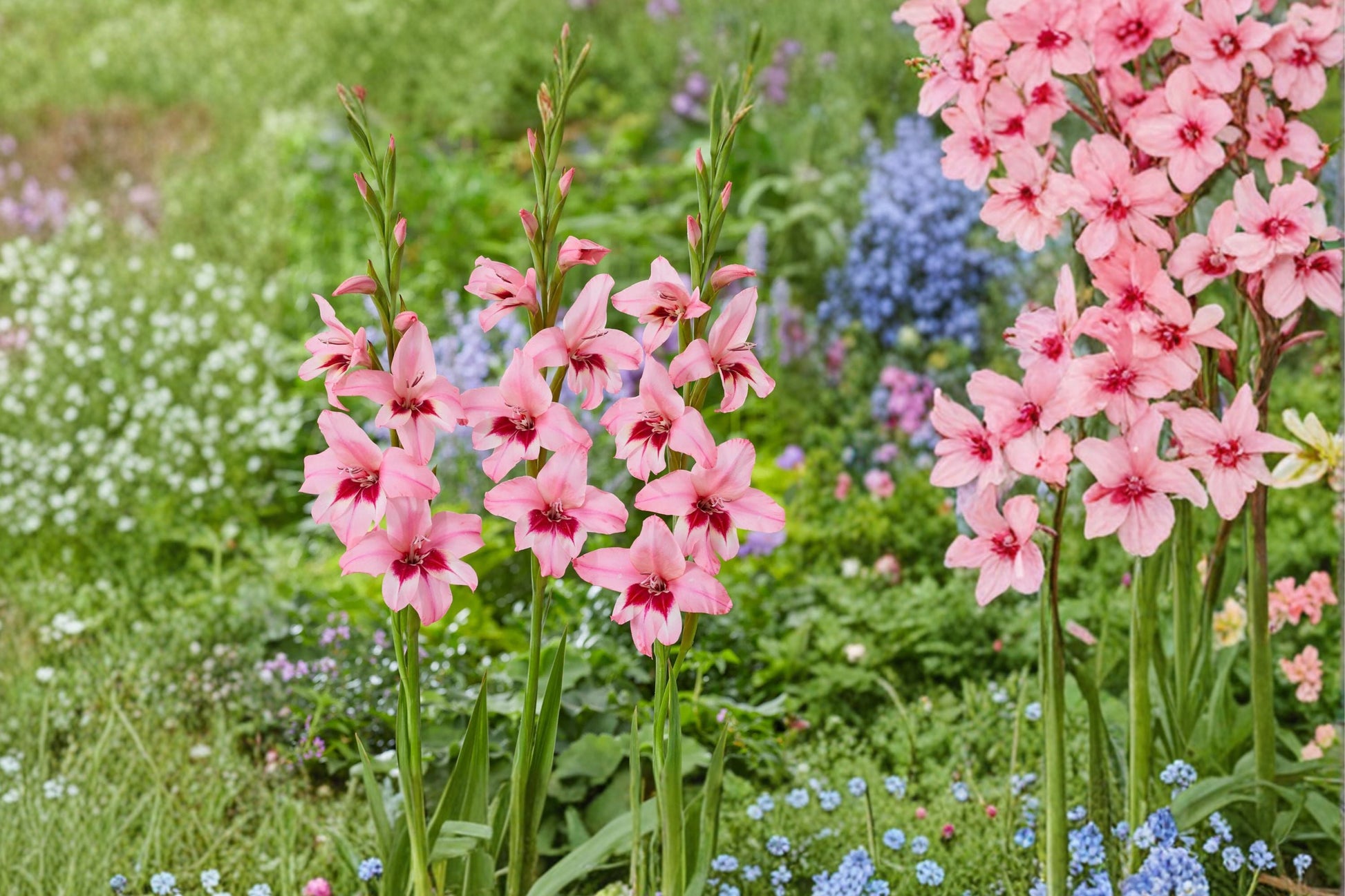 Gladiolus Bulbs - Summer Sunset Pink Acidanthera - Fragrant Hardy Gladiolus - Gladiolus murielae - Summer Blooming Flower Bulbs
