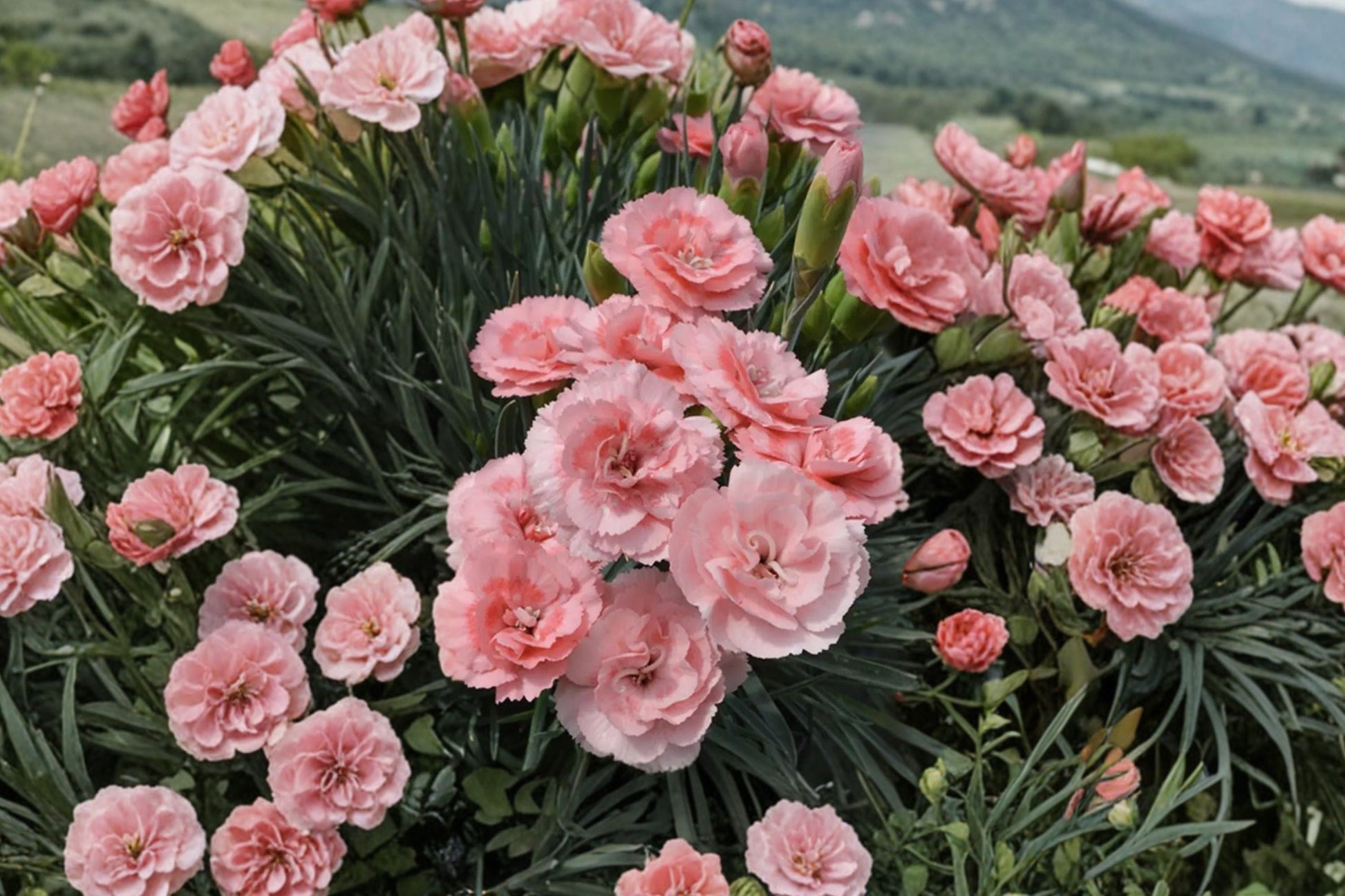 Fragrant Pink Carnation Perennial Plant | Dianthus ‘Scent First Romance’ | Double Bloom Cottage Garden Flower | Deer Resistant