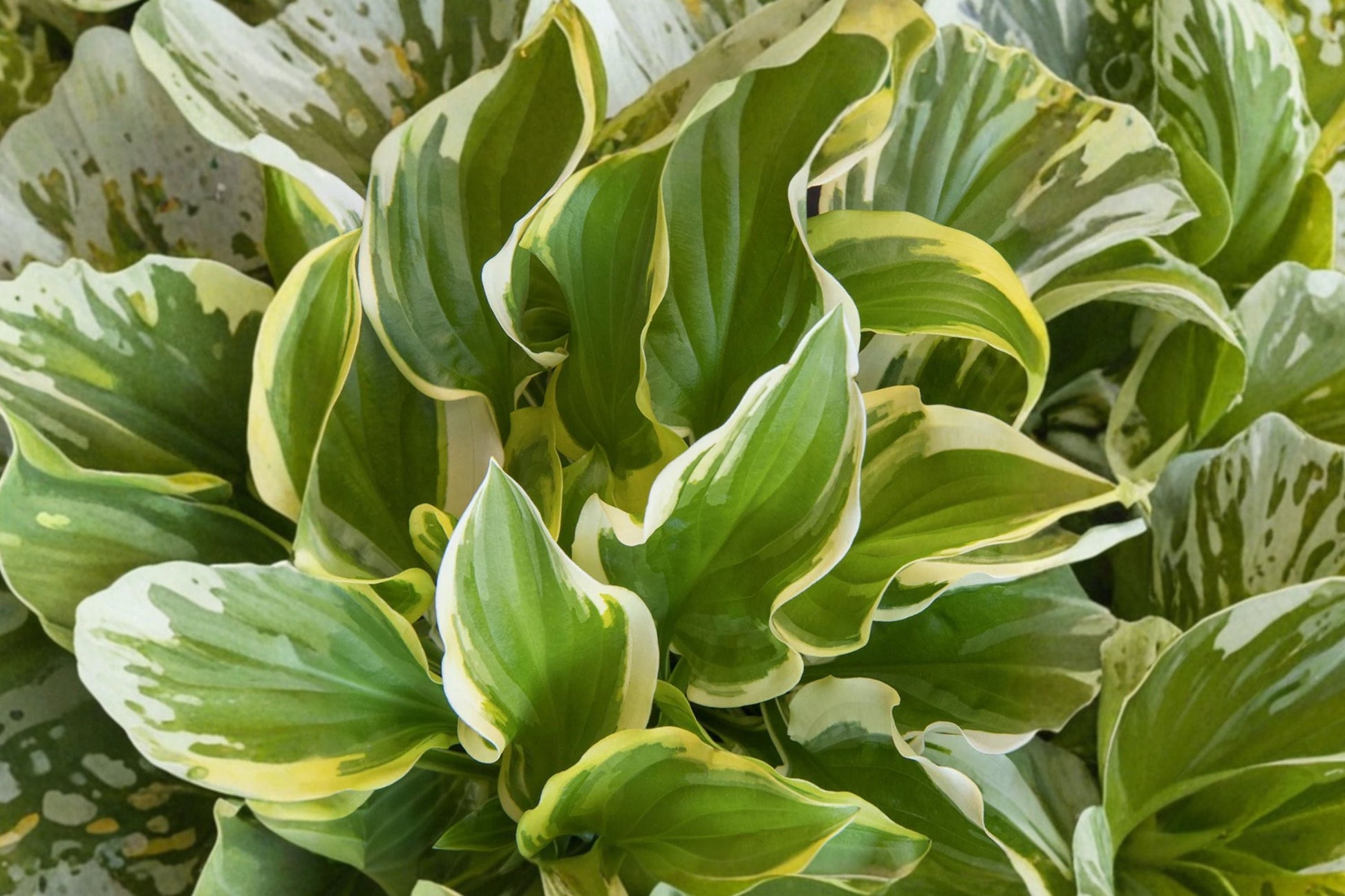 Hosta ‘So Sweet’ Bareroot | Fragrant Variegated Hosta | Shade Perennial Plant | Plantain Lily | Pollinator-Friendly