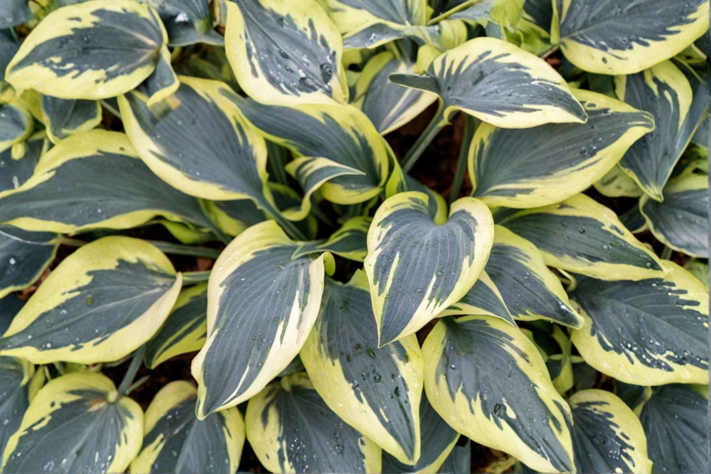 Hosta ‘Ben Vernooij’ Bareroot | Blue Variegated Plantain Lily | Cream Gold Margin | Shade Perennial | Pollinator-Friendly