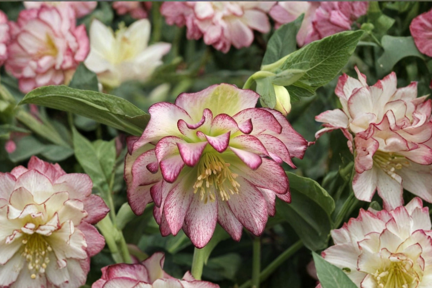 Lenten Rose Plant - Helleborus 'Rose Quartz' - Evergreen Perennial - Winter Jewels Series - White & Pink Blooms for Shade Garden