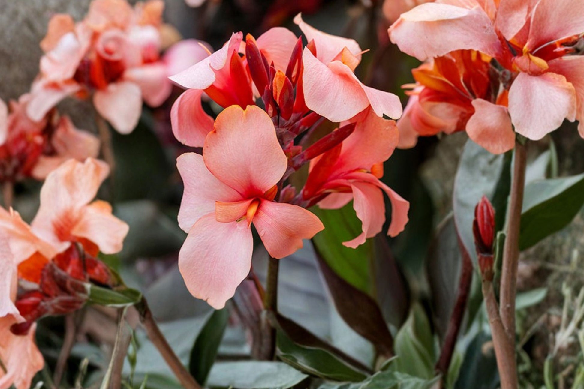 Dwarf Canna Lily Rhizome | Bareroot Canna ‘Apricot Frost’ | Peach Tropical Flower | Pollinator-Friendly Perennial | Full Sun