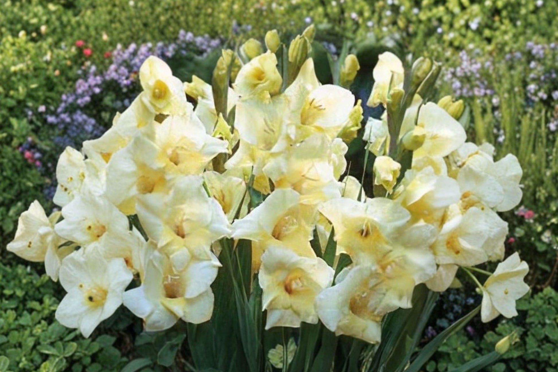 Gladiolus Bulbs | Compact Dwarf Pale Yellow Gladiolus 'Charlotte' | Gladiolus Glamini | Summer Cut Flower & Pollinator Plant