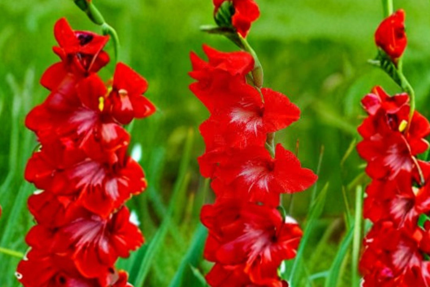 Red Gladiolus Bulbs | Compact Dwarf Gladiolus | Pollinator-Friendly Cut Flower | Gladiolus Glamini ‘Tom’