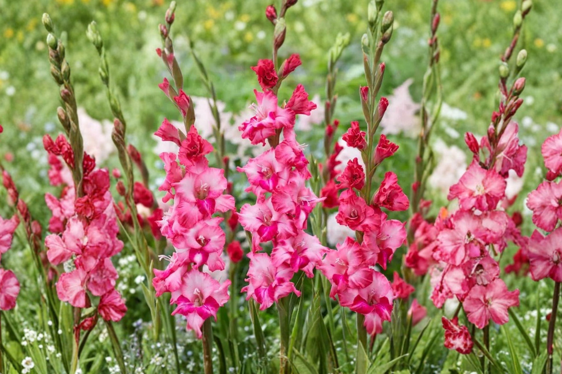Pink Compact Gladiolus Bulbs | Gladiolus Glamini ‘Kelly’ | Dwarf Sword Lily | Summer Blooms | Pollinator-Friendly Garden Plant