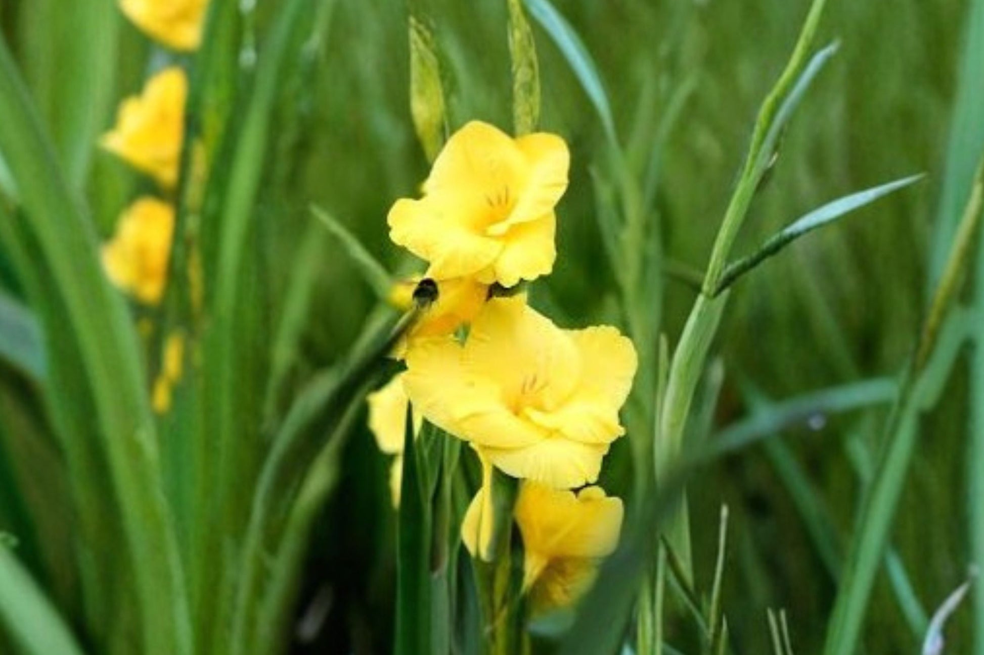 Bright Yellow Gladiolus Bulbs | Compact Gladiolus Glamini ‘Sylvia’ | Dwarf Sword Lily | Pollinator-Friendly Cut Flower