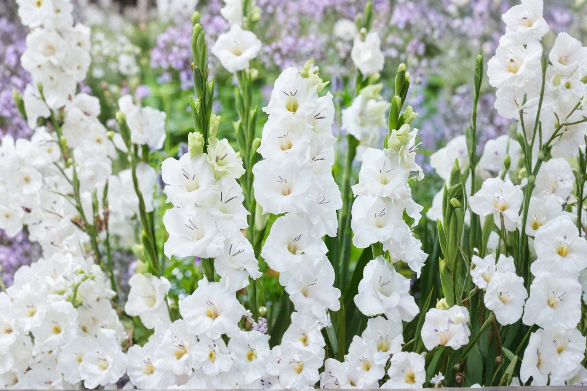 Gladiolus Bulbs | Compact White Gladiolus Glamini ‘Blondie’ | Dwarf Sword Lily | Pollinator-Friendly Garden Plant