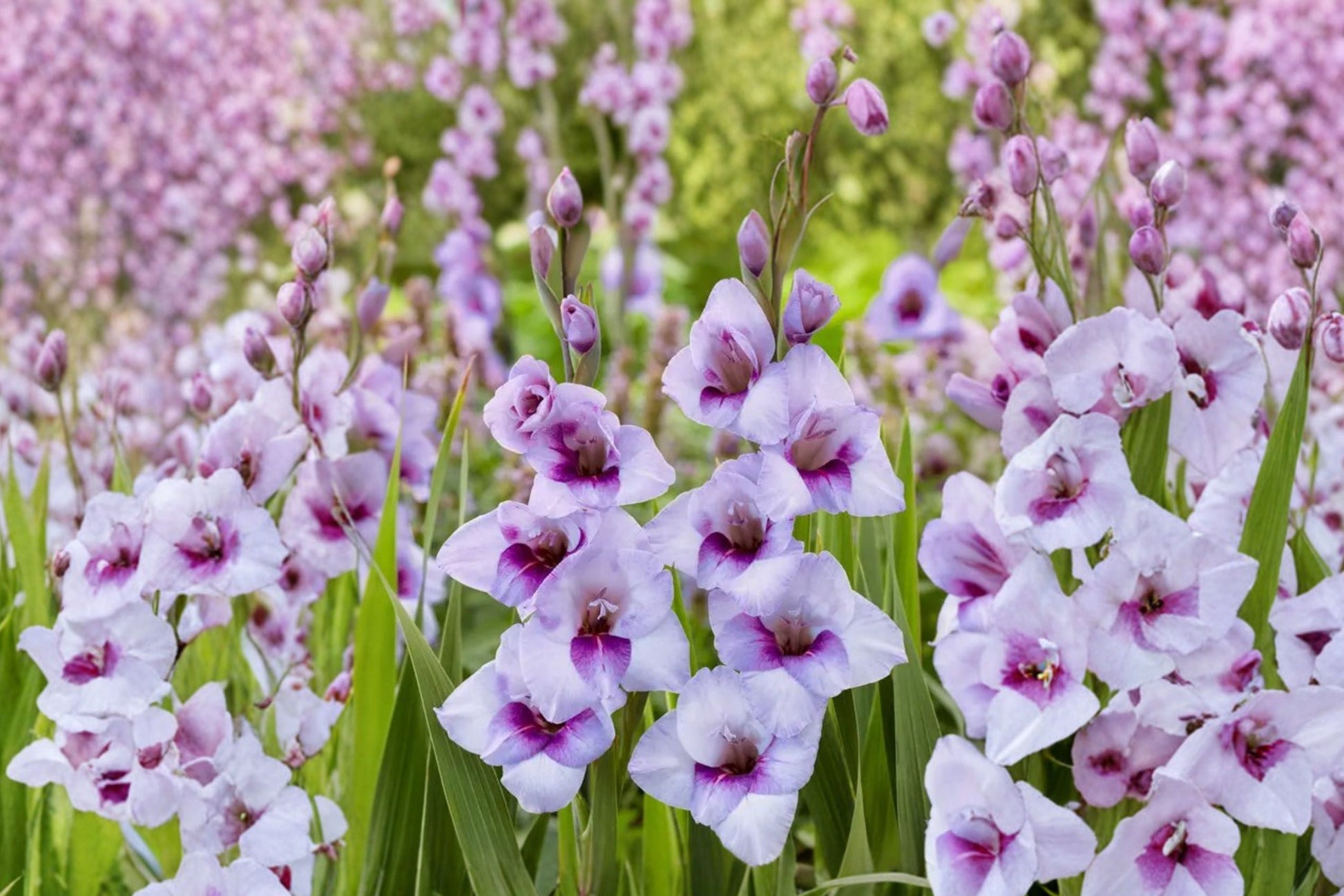 Compact Gladiolus Bulbs - Purple Glamini ‘Tina’ - Dwarf Sword Lily - Pollinator-Friendly Summer Blooms - Gladiolus Glamini