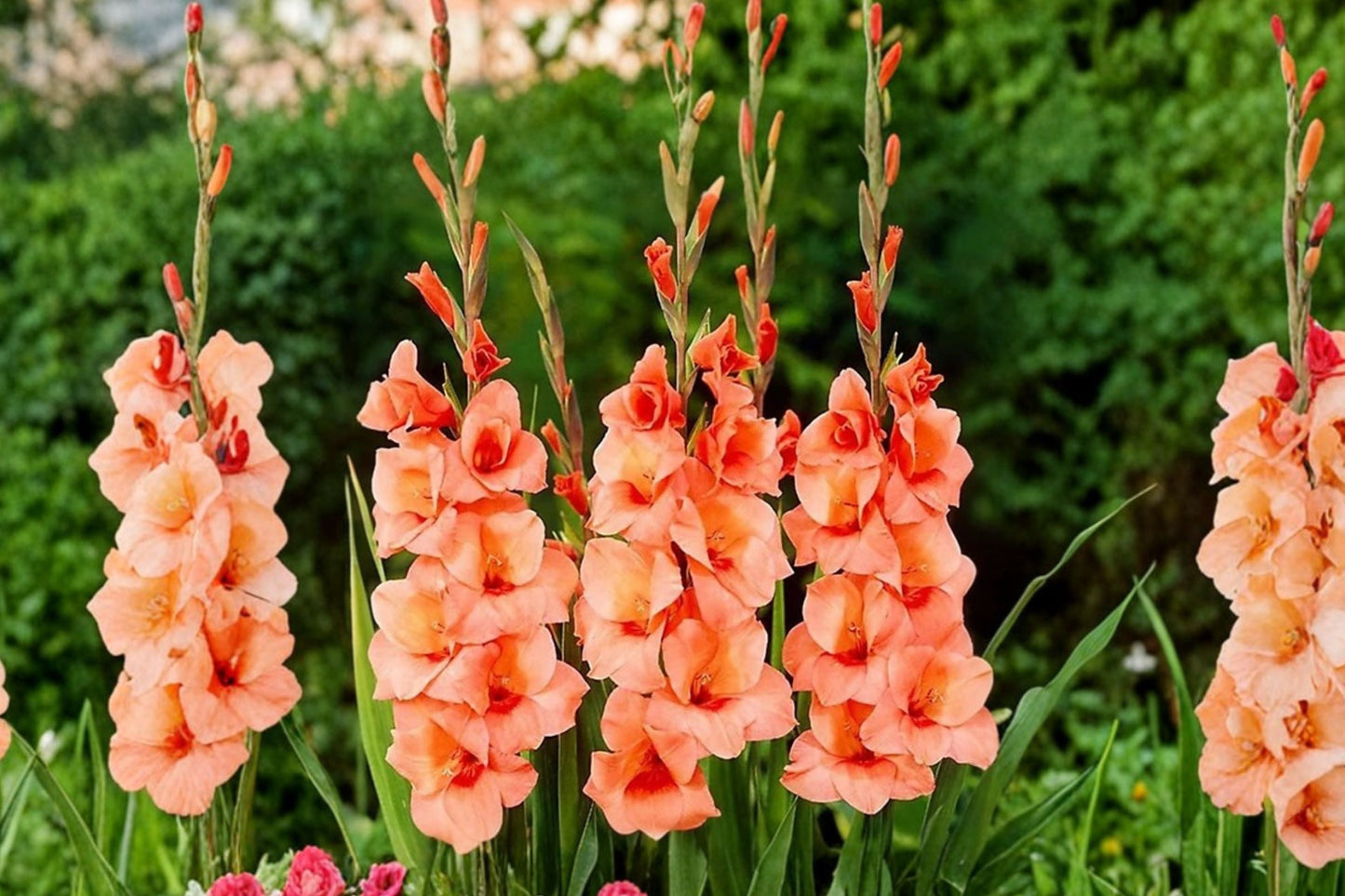 Compact Gladiolus Bulbs | Orange Glamini ‘Jenny’ | Dwarf Sword Lily | Pollinator-Friendly Cut Flower | Gladiolus