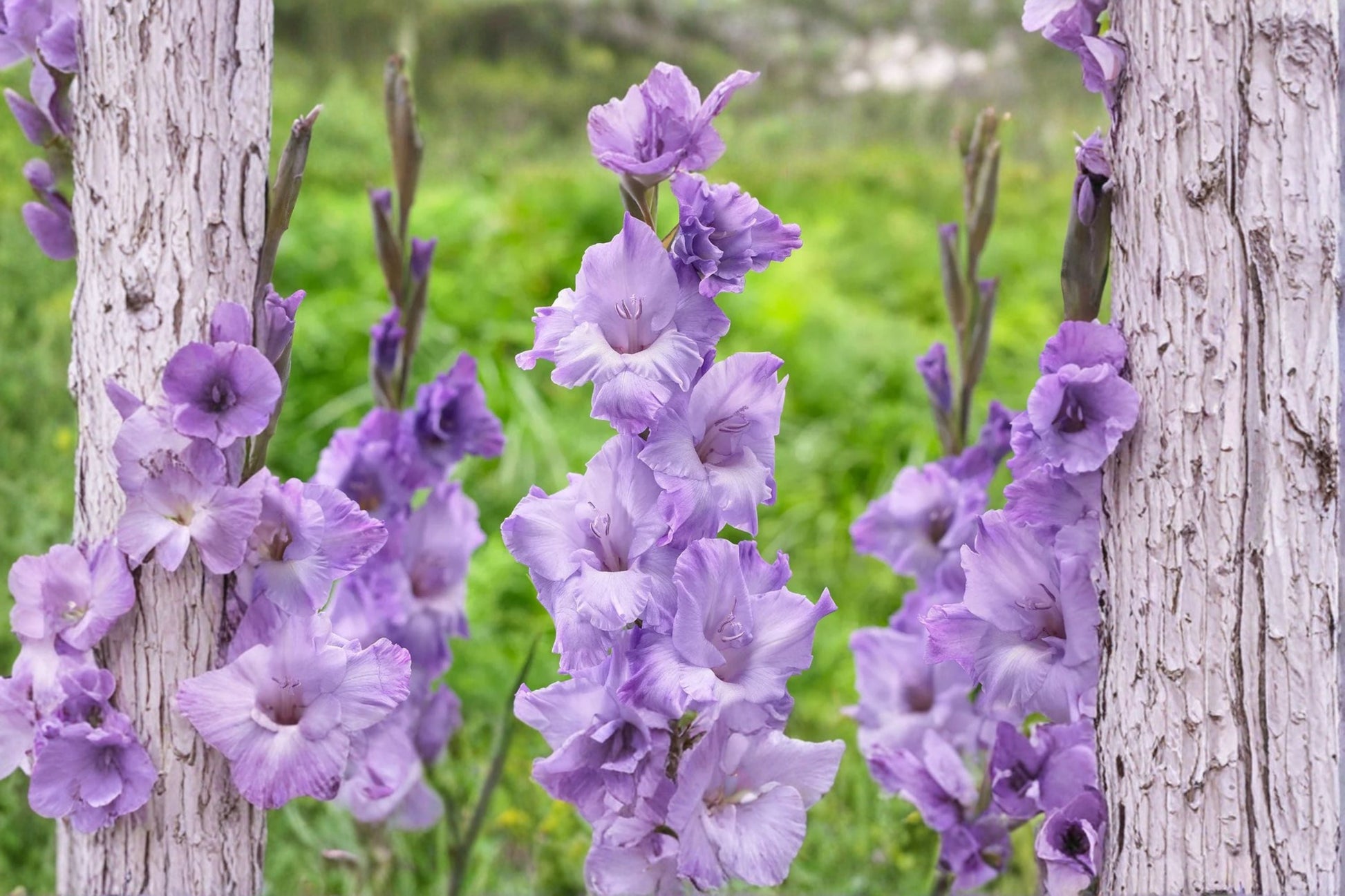Purple Compact Gladiolus Bulbs | Gladiolus Glamini 'Kim' | Dwarf Sword Lily | Summer Blooming Cut Flower | Pollinator Plant