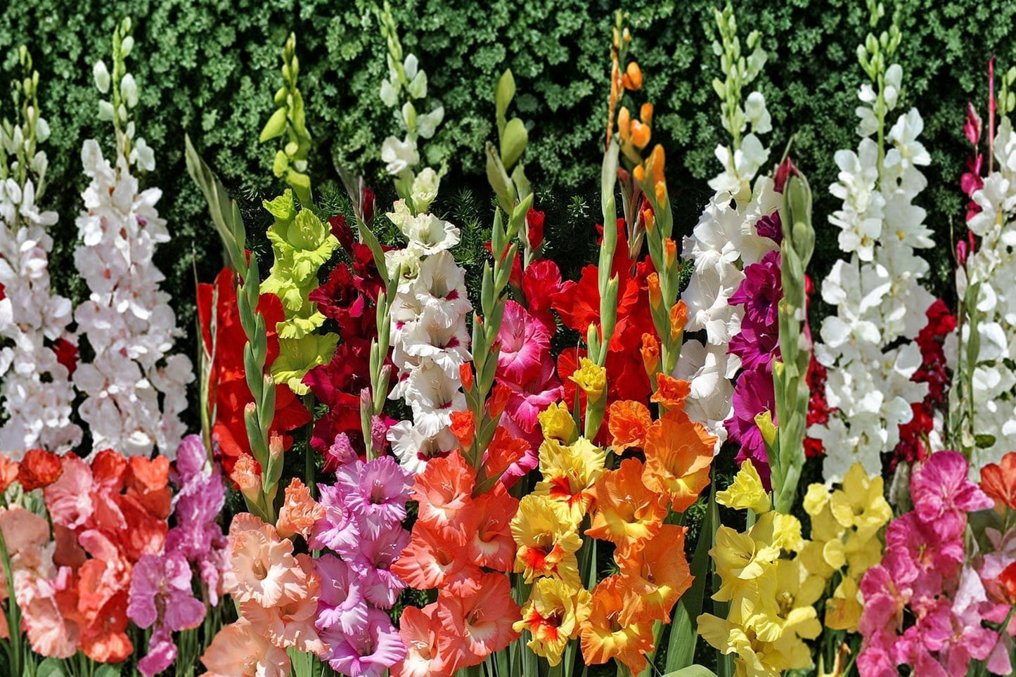 Gladiolus Bulbs Collection | 8 Compact Varieties | Summer Blooming Cut Flowers | Gladiolus Glamini Series | Pollinator Friendly