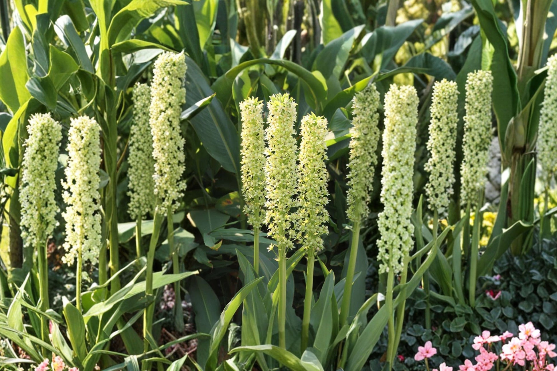 Giant Pineapple Lily Bulb | Eucomis pole-evansii | Exotic Tropical Perennial | Pollinator Friendly Summer Blooms