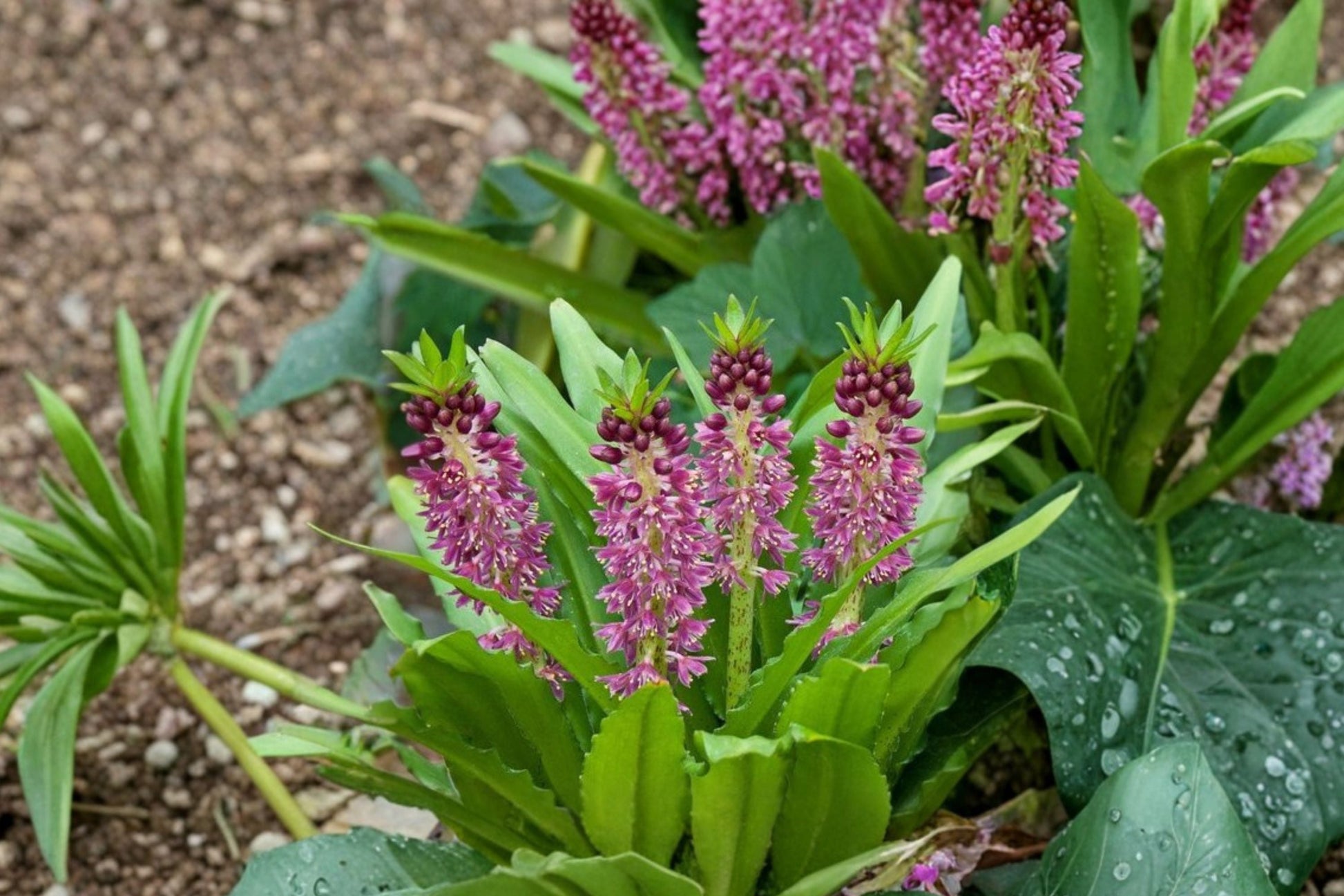 Pineapple Lily Bulb | Eucomis Aloha Lily 'Leia' | Purple Foliage Perennial | Exotic Summer Blooms | Pollinator Friendly