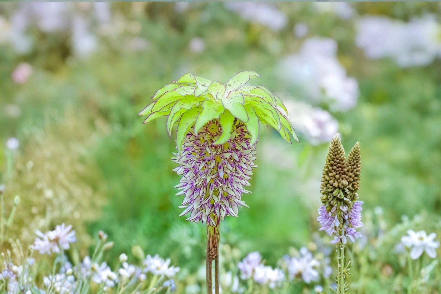 Eucomis 'Bicolor' Pineapple Lily Bulb | Exotic Green & Purple Blooms | Unique Perennial Plant for Pollinator Gardens