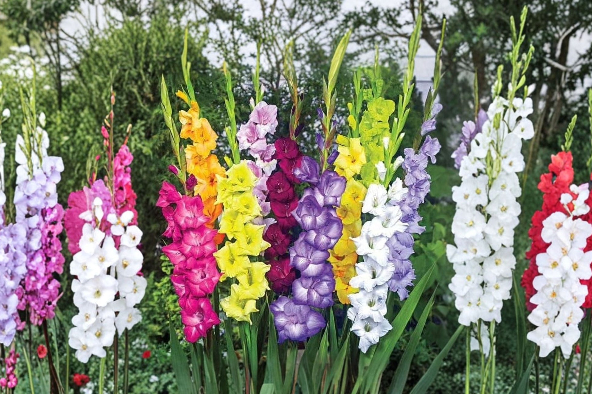 Gladiolus Bulbs Mix | 5 Varieties | Summer Flower Collection | Gladiolus spp. | Cut Flower Garden | 5-10 Bulbs