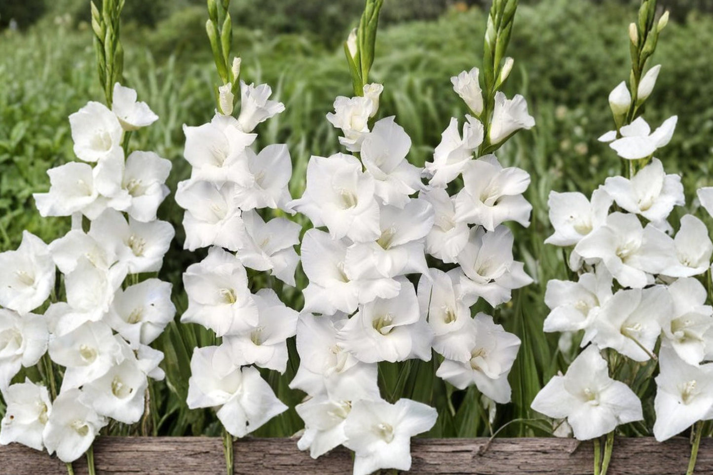 Gladiolus Bulbs - White Prosperity - Pure White Summer Blooming Cut Flower - Gladiolus hortulanus - Wedding Flower Garden
