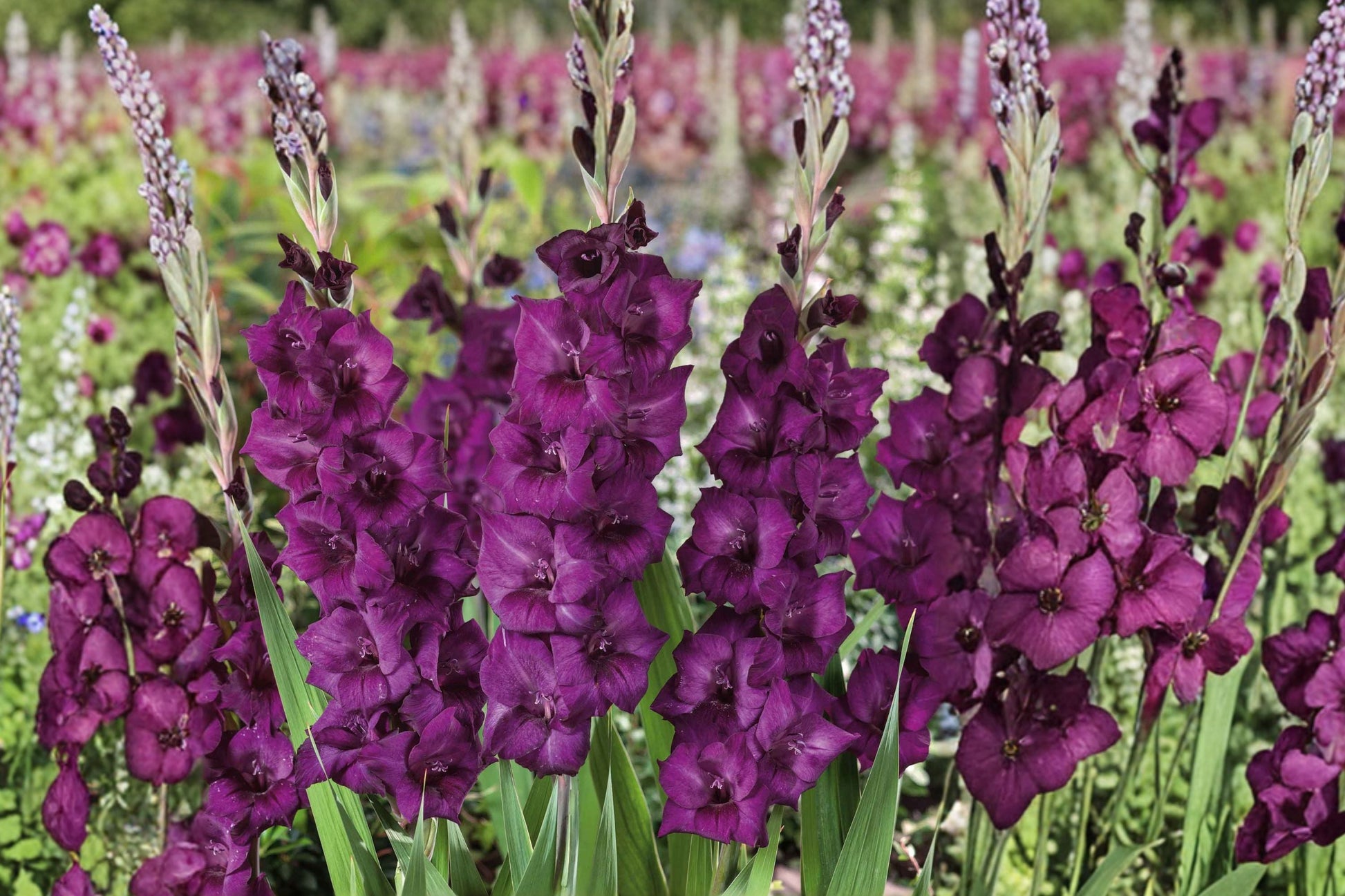 Dark Purple Gladiolus Bulbs | Gladiolus 'Shaka Zulu' | Summer Blooming Perennial | Gothic Garden Plant | Cut Flower